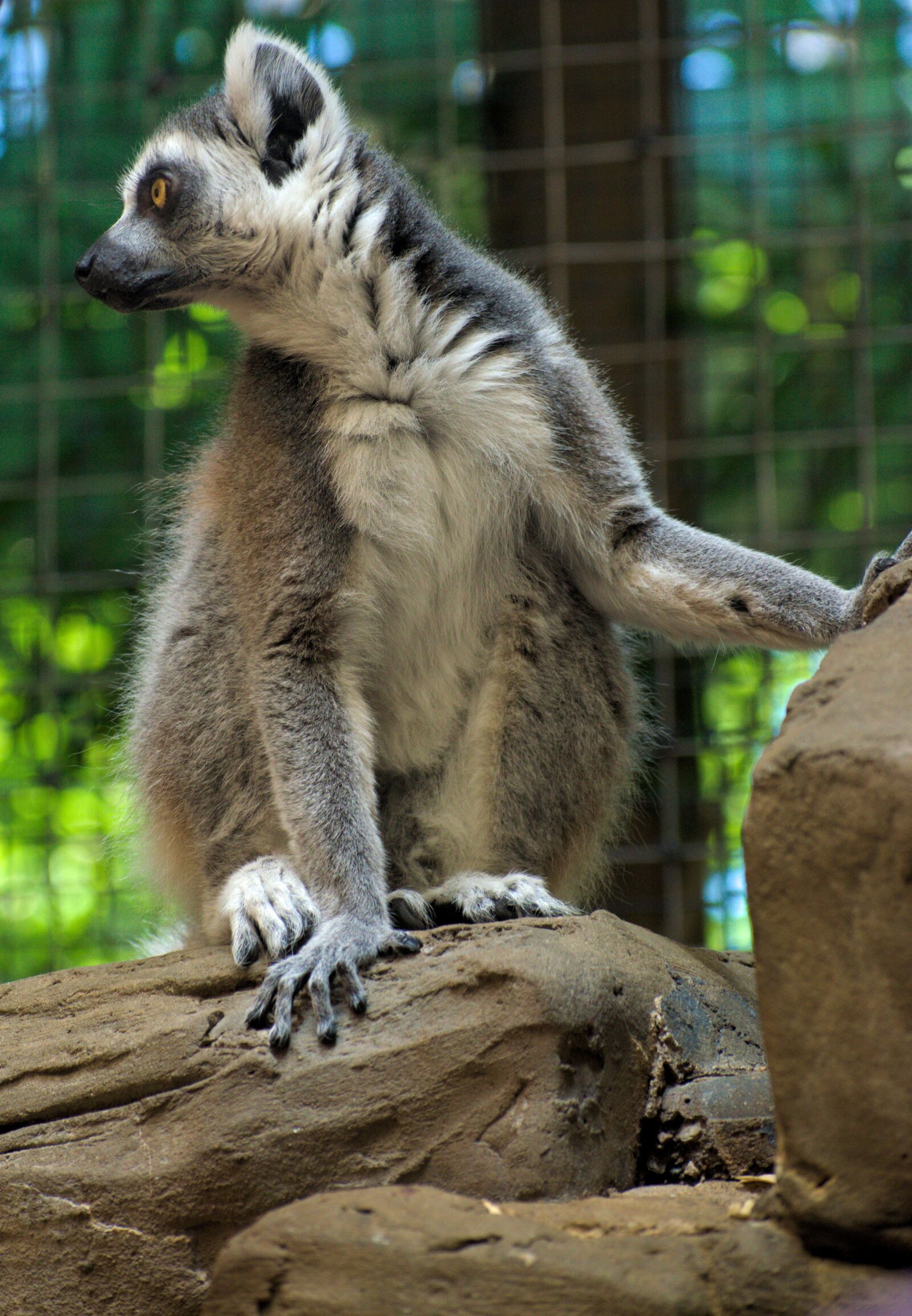 Nikon D5300 sample photo. Lemur, animal, wildlife photography