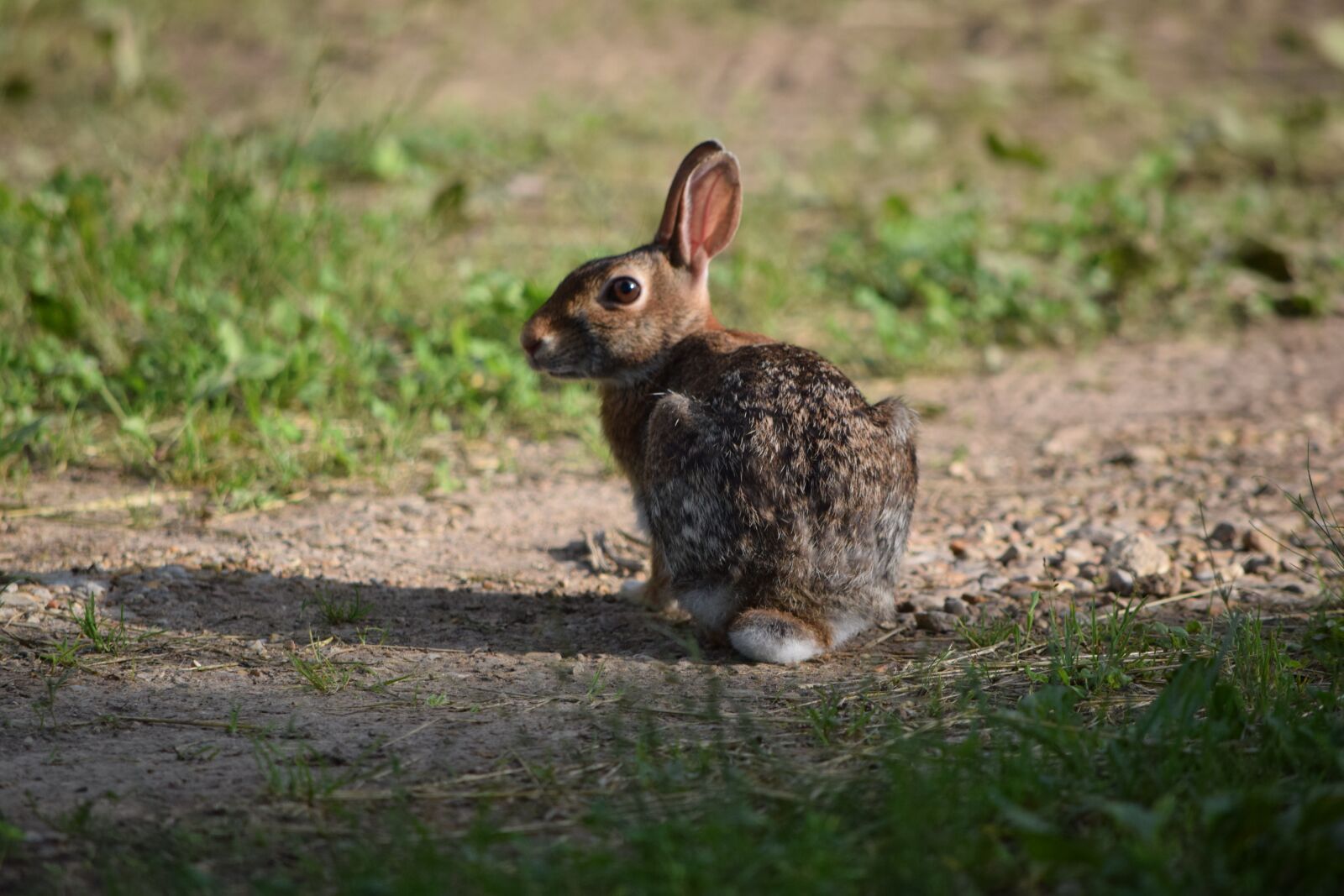 Nikon D3300 sample photo. Rabbit, animal, nature photography