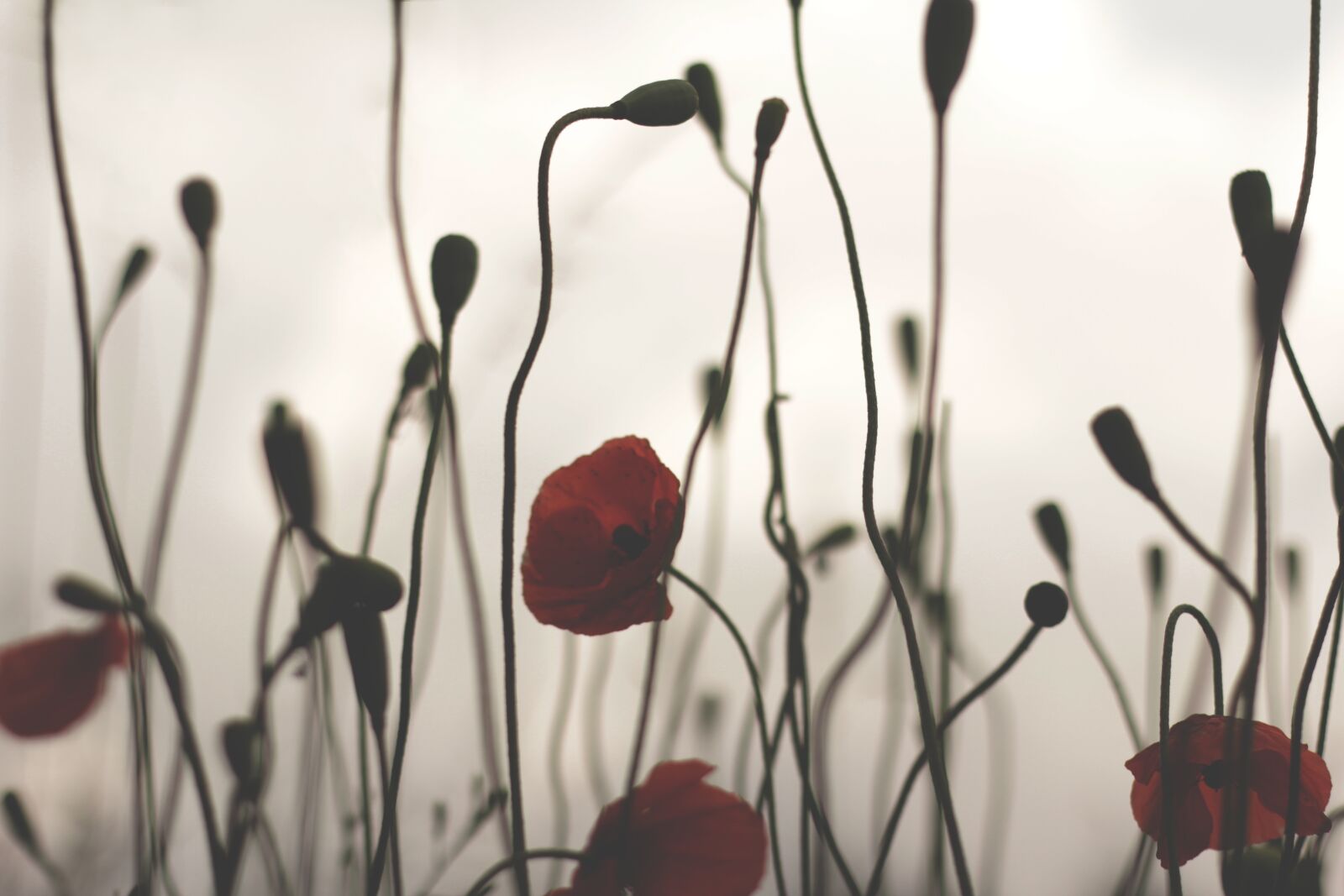 Canon EOS 600D (Rebel EOS T3i / EOS Kiss X5) sample photo. Poppy, against, backlight photography