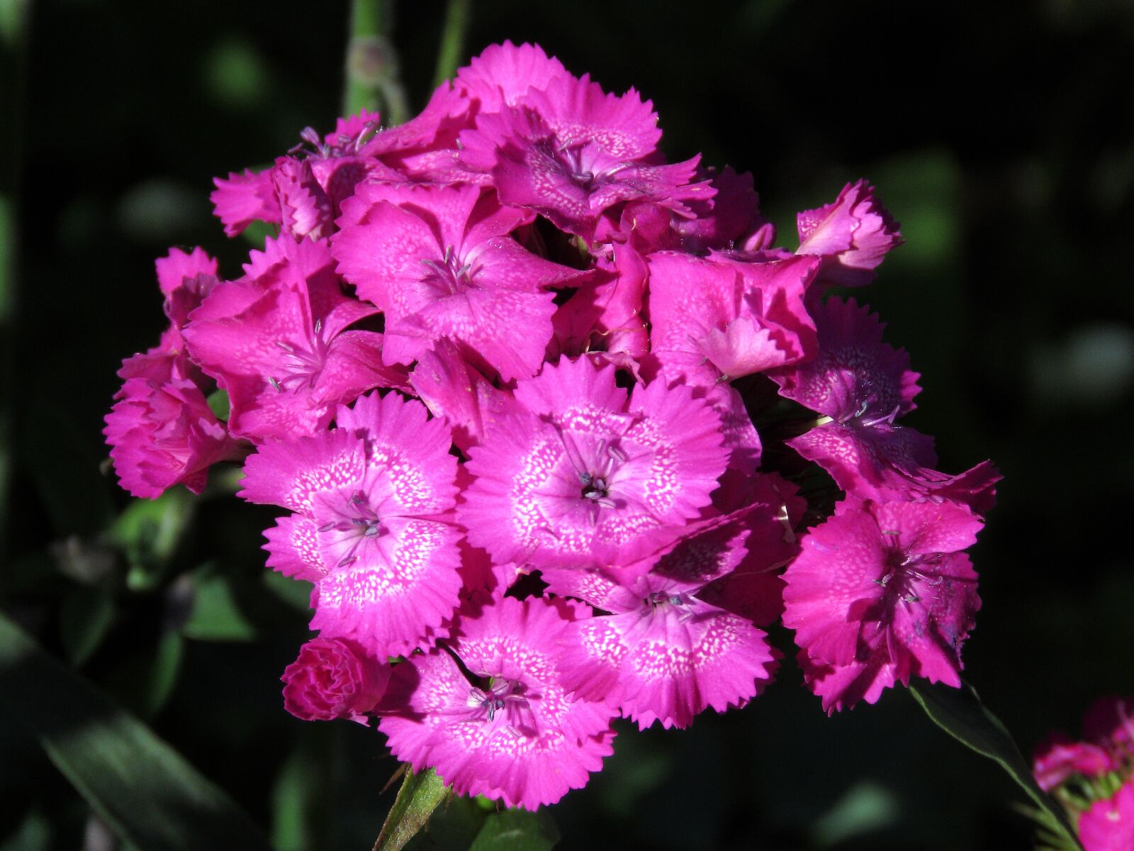 Canon PowerShot SX60 HS sample photo. Clove, flower, scarlet photography