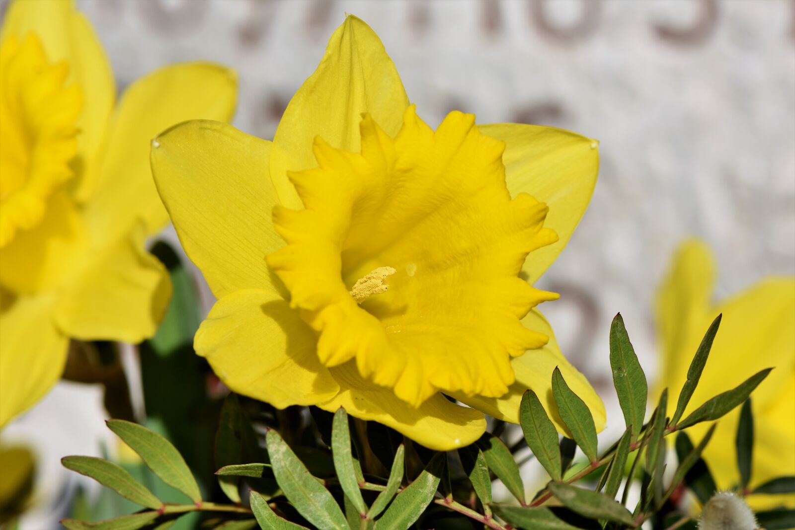 Nikon D7200 sample photo. Narcissus, daffodil, narcissus pseudonarcissus photography