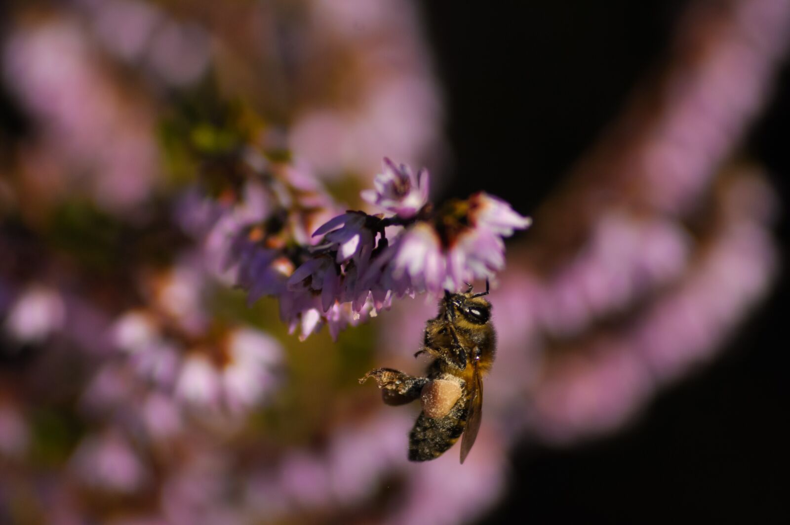 Nikon D90 sample photo. Bee, heather, plant photography