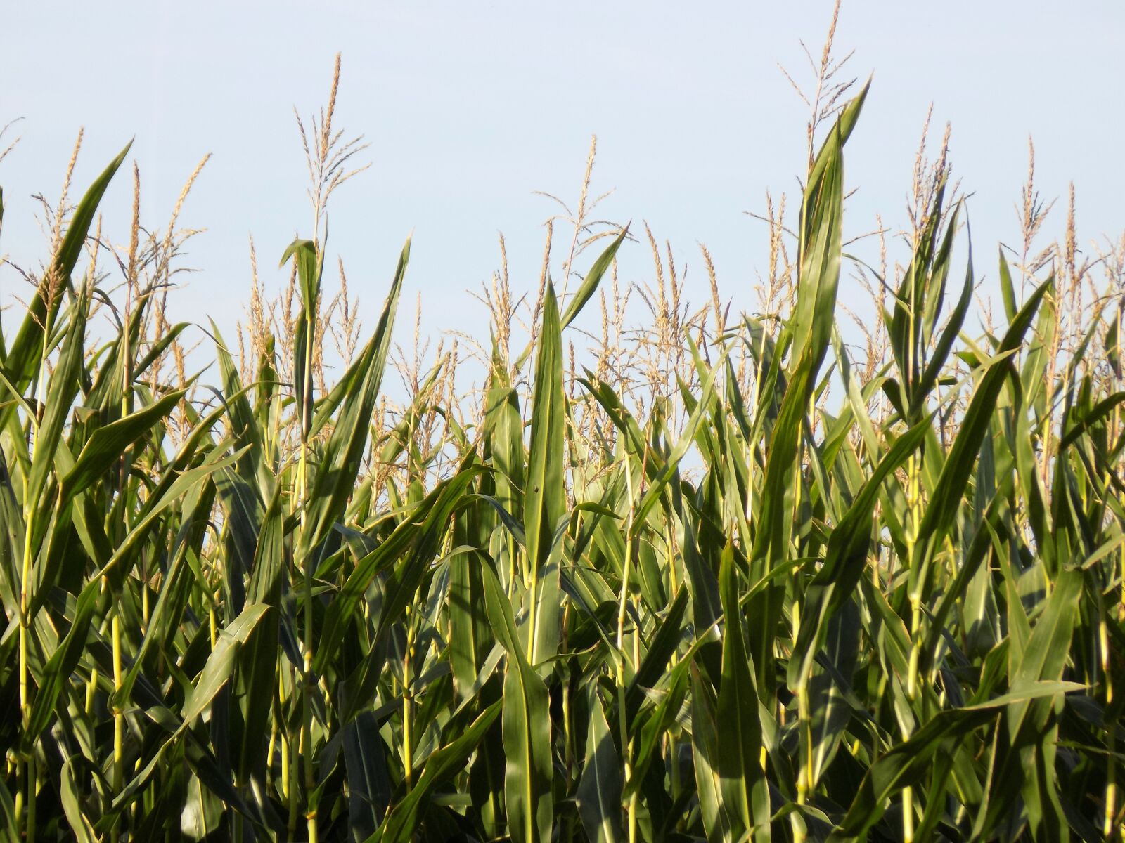 Nikon COOLPIX L340 sample photo. Cornfield, corn, arable photography
