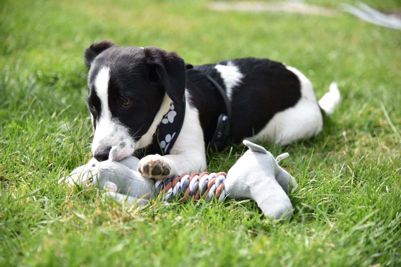 Nikon D750 sample photo. Puppy, young, toys photography