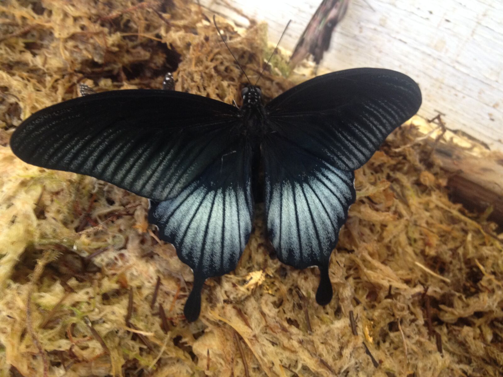 iPhone 4S back camera 4.28mm f/2.4 sample photo. Butterfly, insect, invertebrate photography