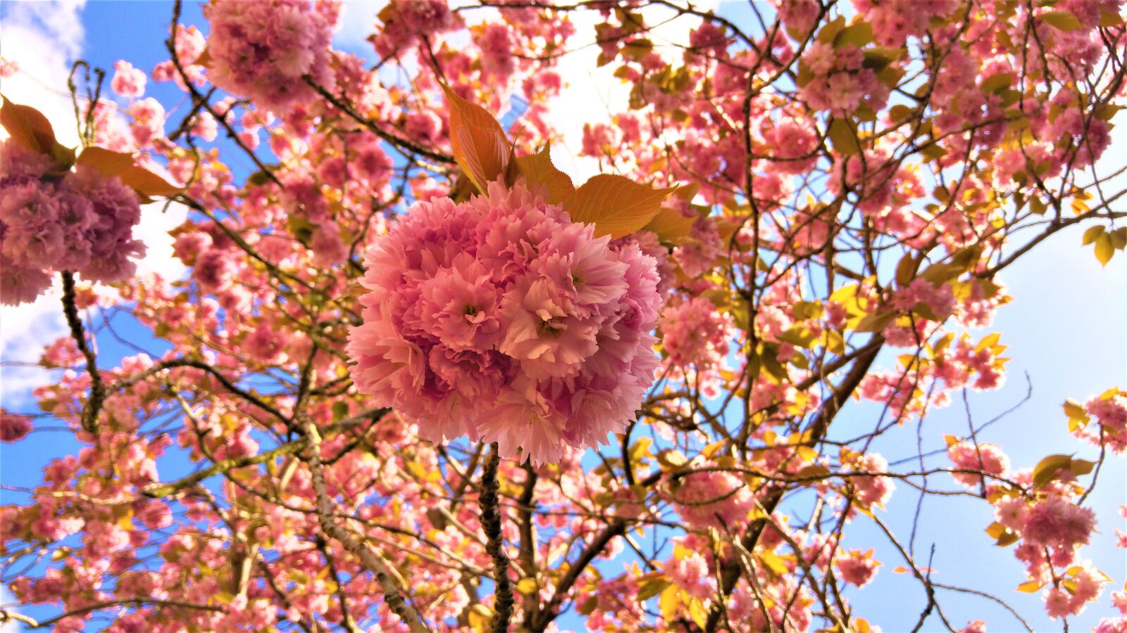 LG G4 sample photo. Flower, blossom, spring photography