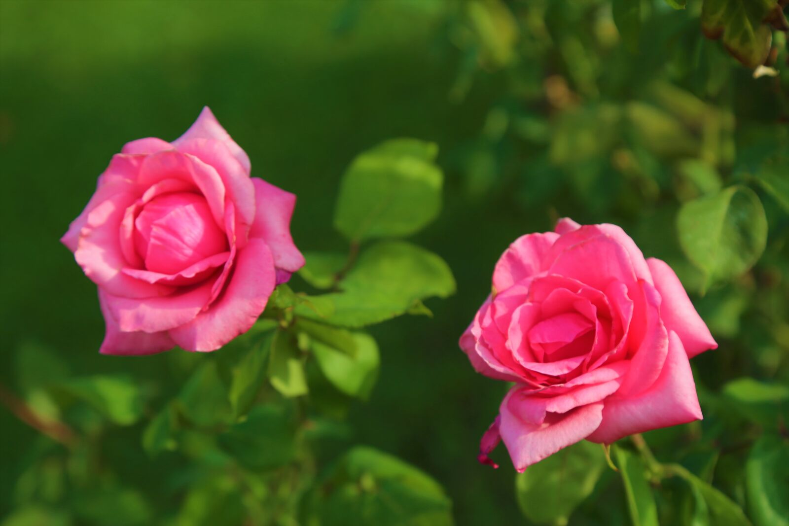 Canon EF 24-105mm F4L IS USM sample photo. Rose, nature, red photography