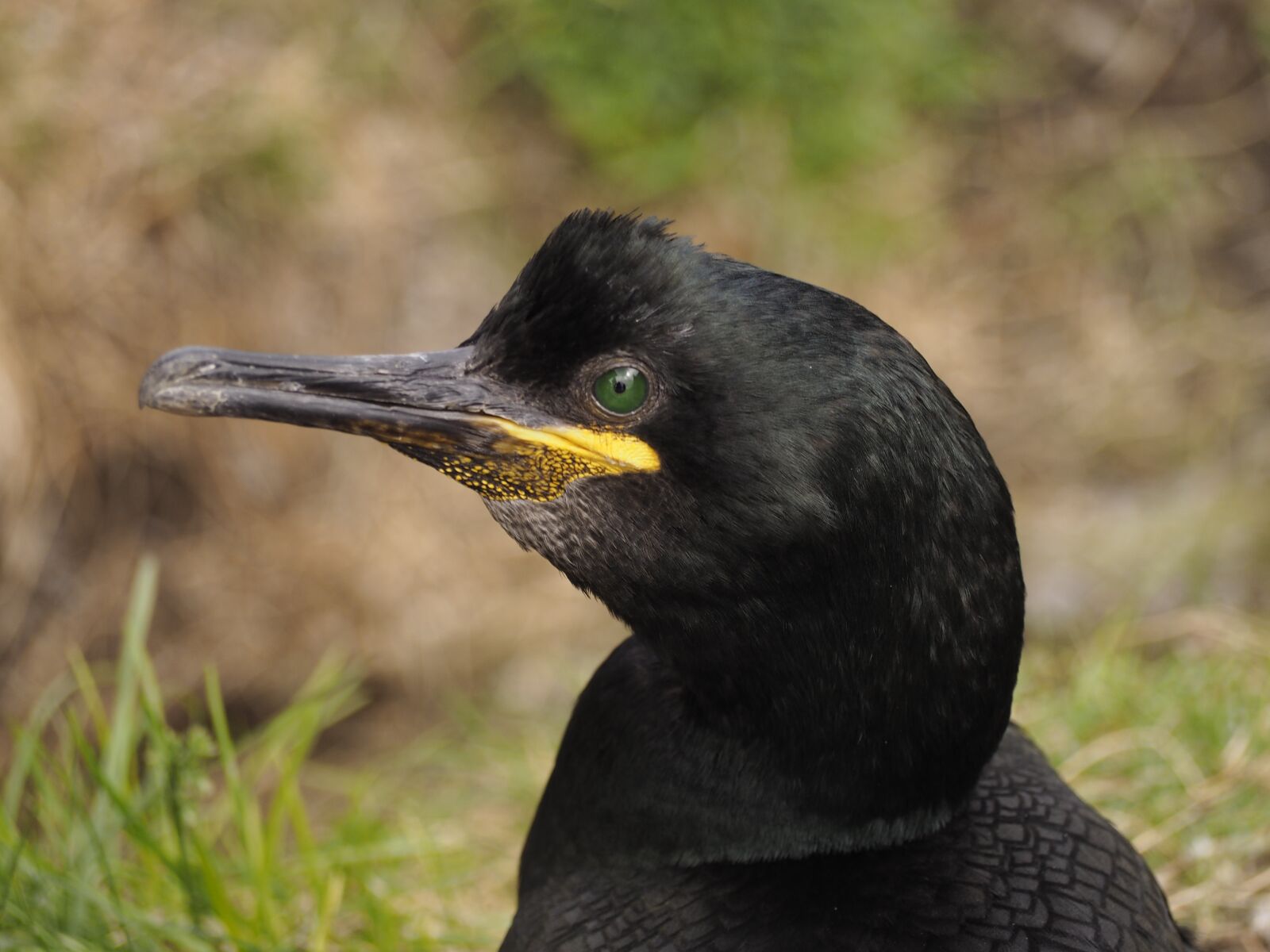 Olympus OM-D E-M10 sample photo. Cormorant, bird, portrait photography