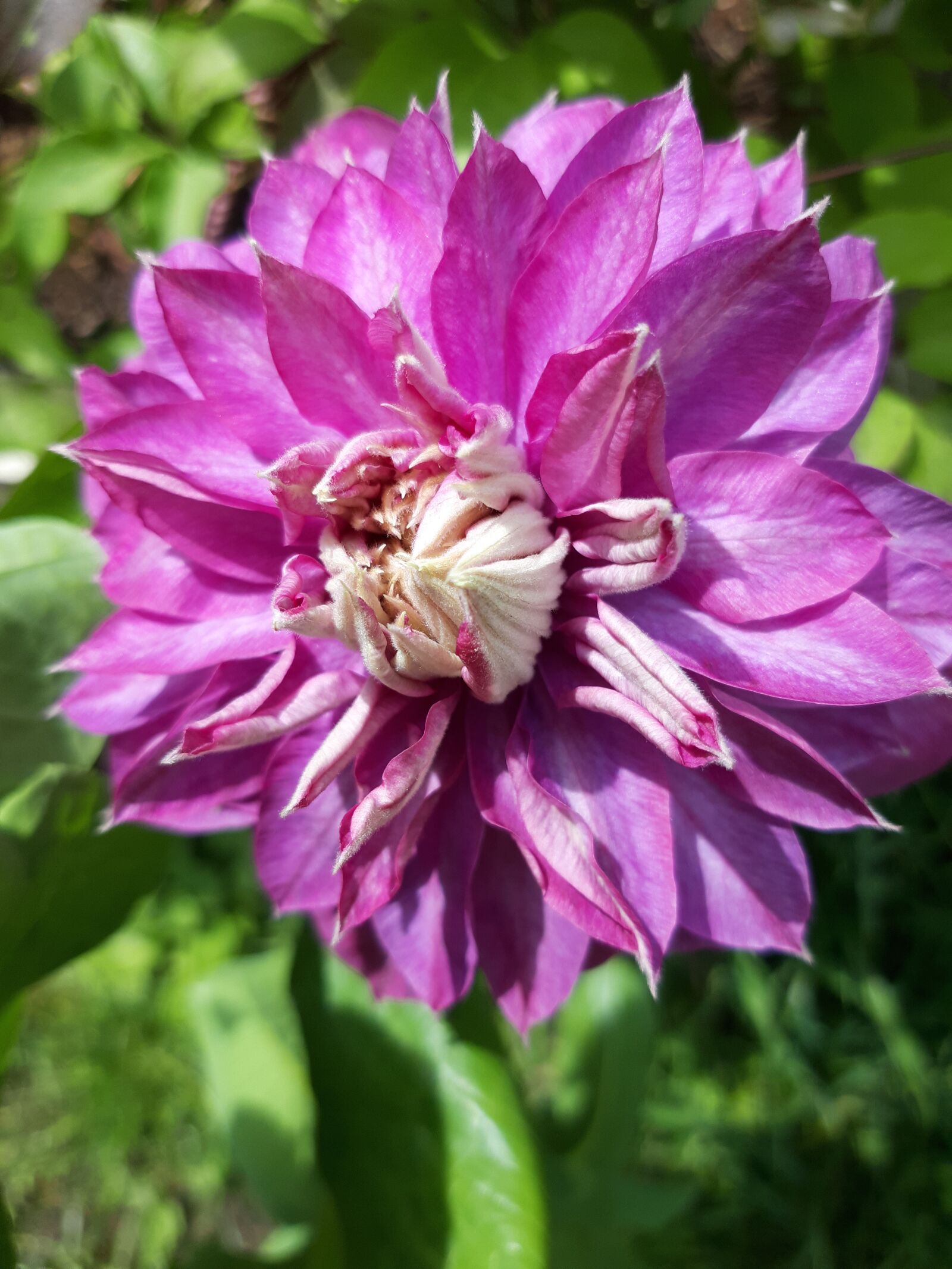 Samsung Galaxy A6 sample photo. Clematis, bloom, flower photography