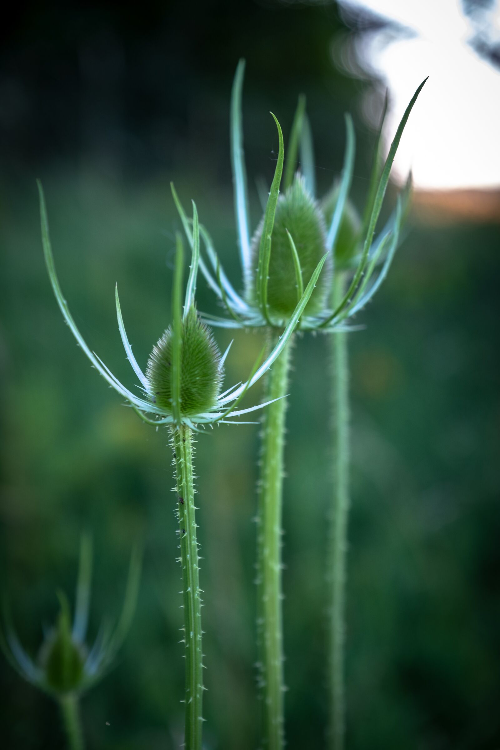 Fujifilm XF 16-55mm F2.8 R LM WR sample photo. Nature, thistle, bud photography