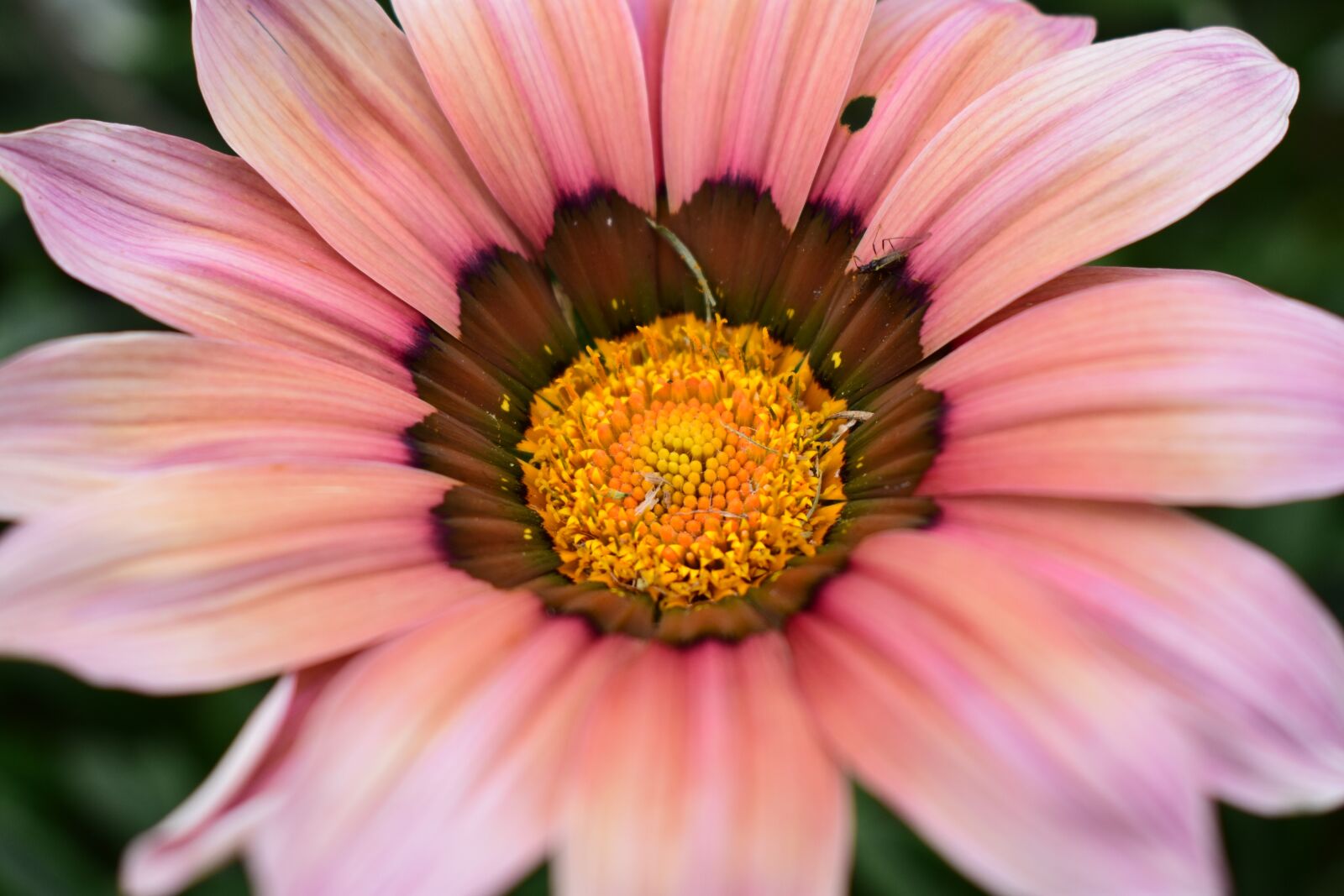 Nikon D3400 sample photo. Flower, plant, nature photography