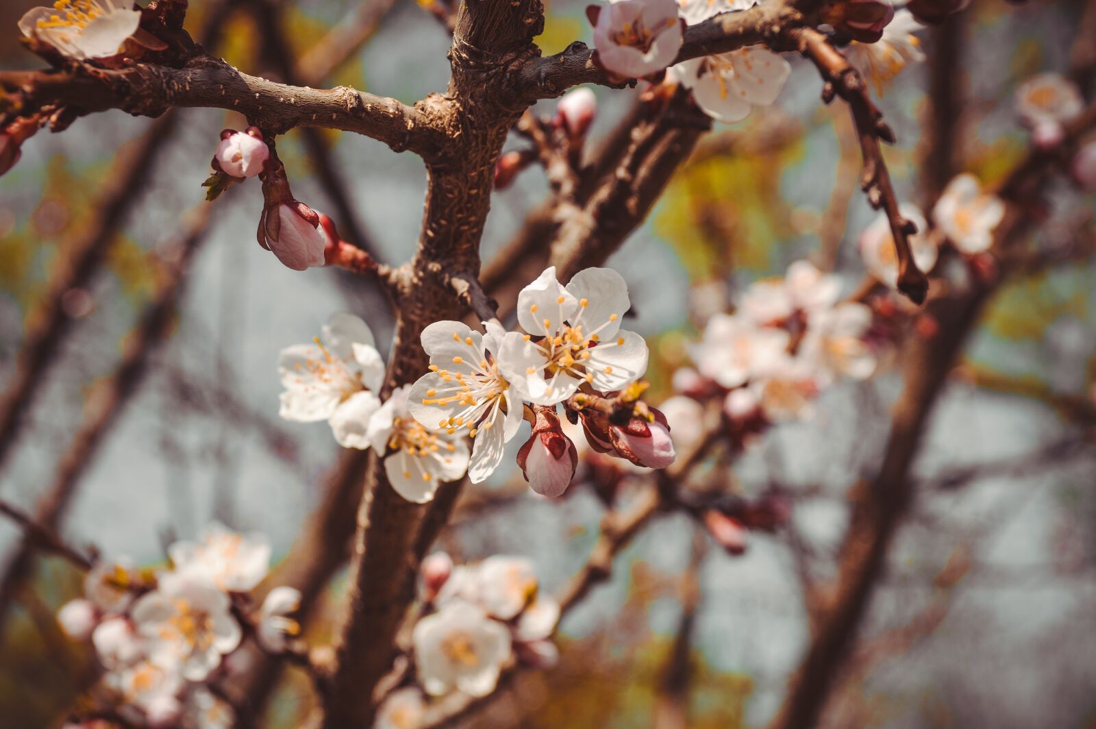 Nikon D3200 sample photo. Flower, tree, spring photography