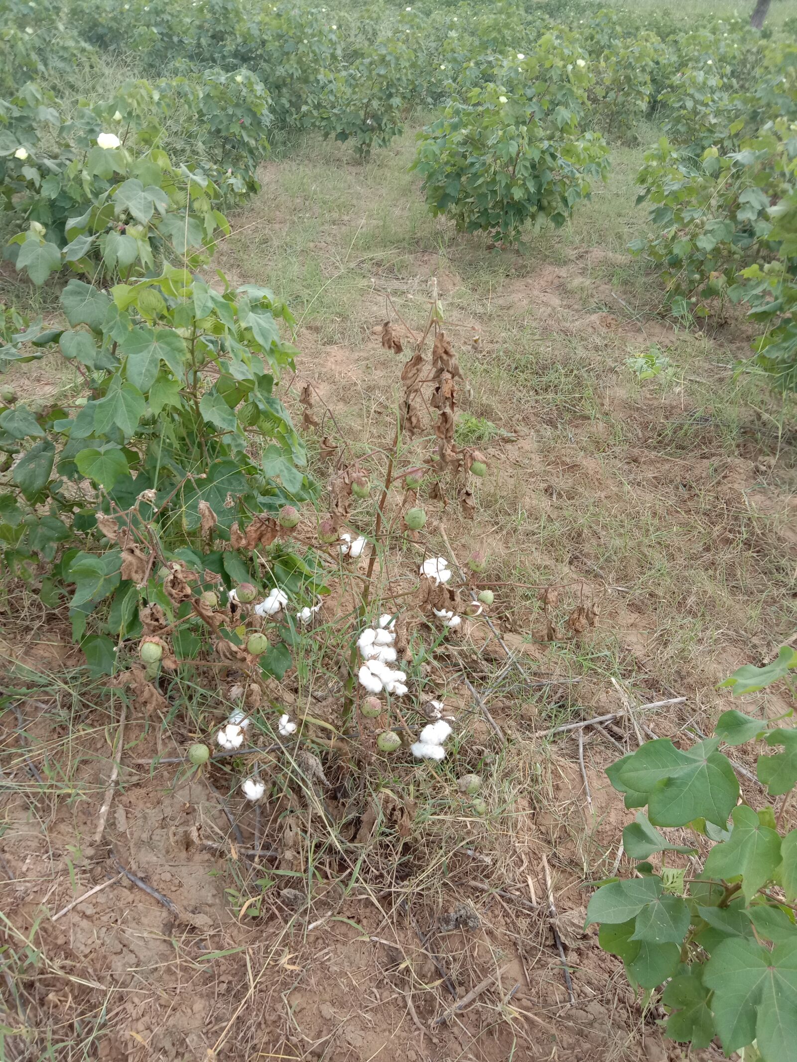 vivo 1904 sample photo