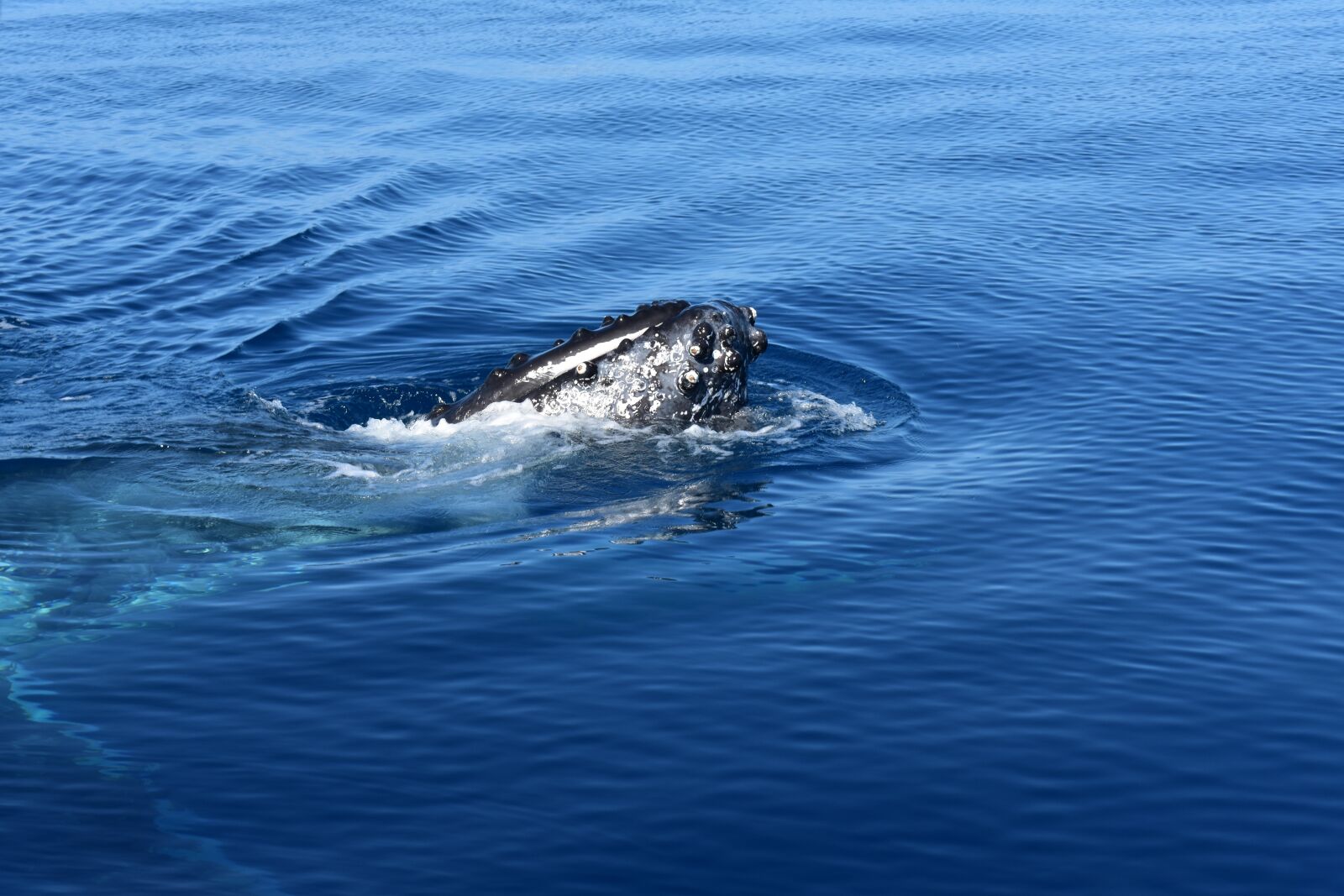 Nikon D3400 sample photo. Whale, ocean, sea photography