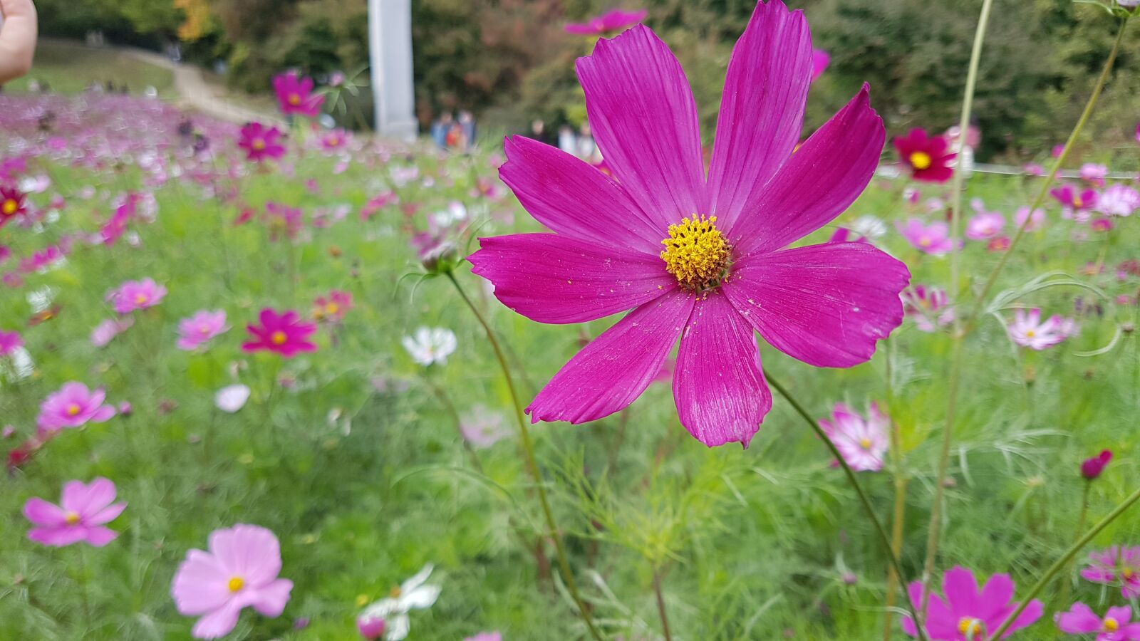 Samsung Galaxy S7 Edge sample photo. Cosmos, autumn, flowers photography