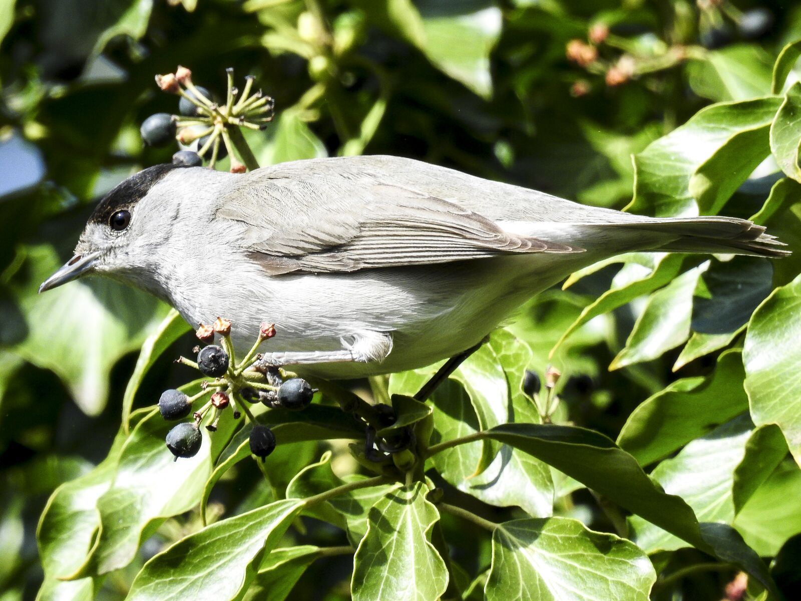 Nikon Coolpix P900 sample photo. Blackcap, bird, songbird photography