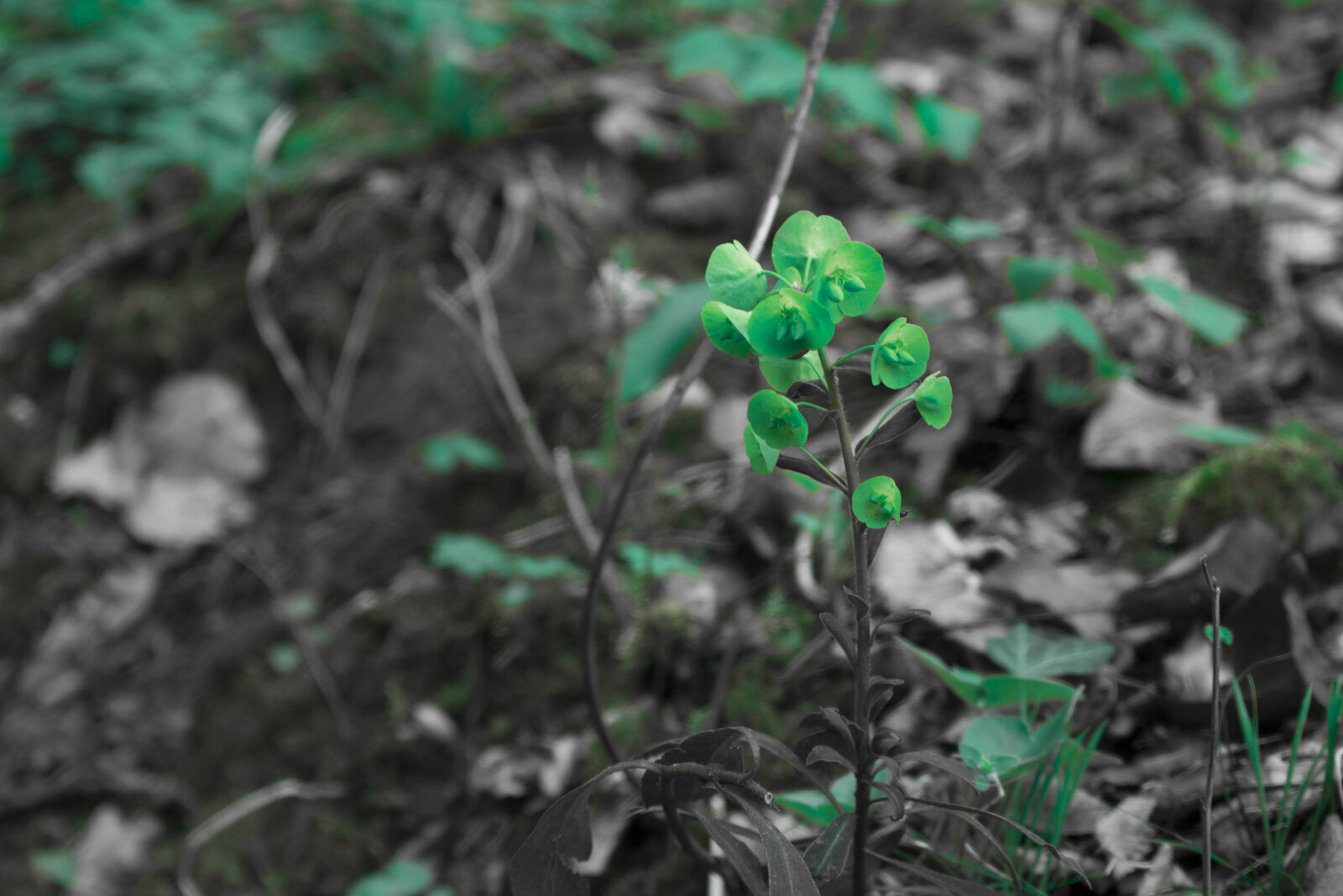 Canon EOS 700D (EOS Rebel T5i / EOS Kiss X7i) sample photo. Artificial, flowers, beautiful, flowers photography