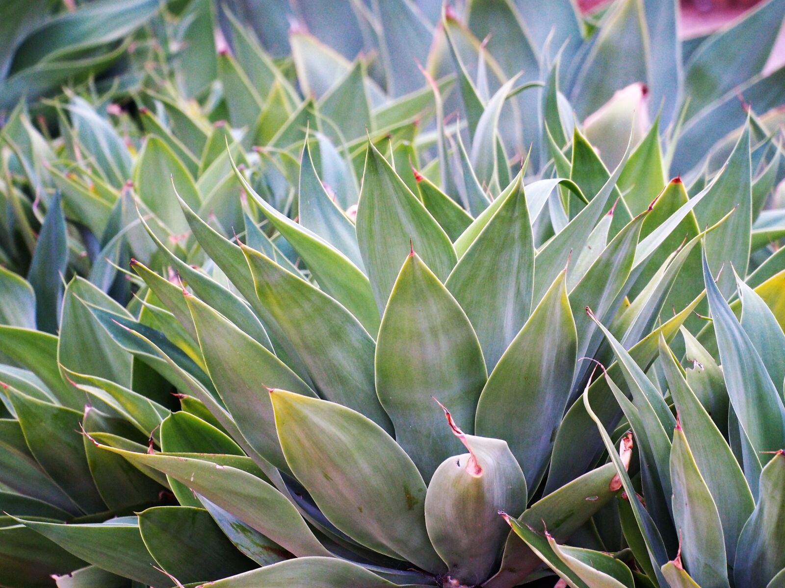 Olympus OM-D E-M5 sample photo. Agave, plant, green photography