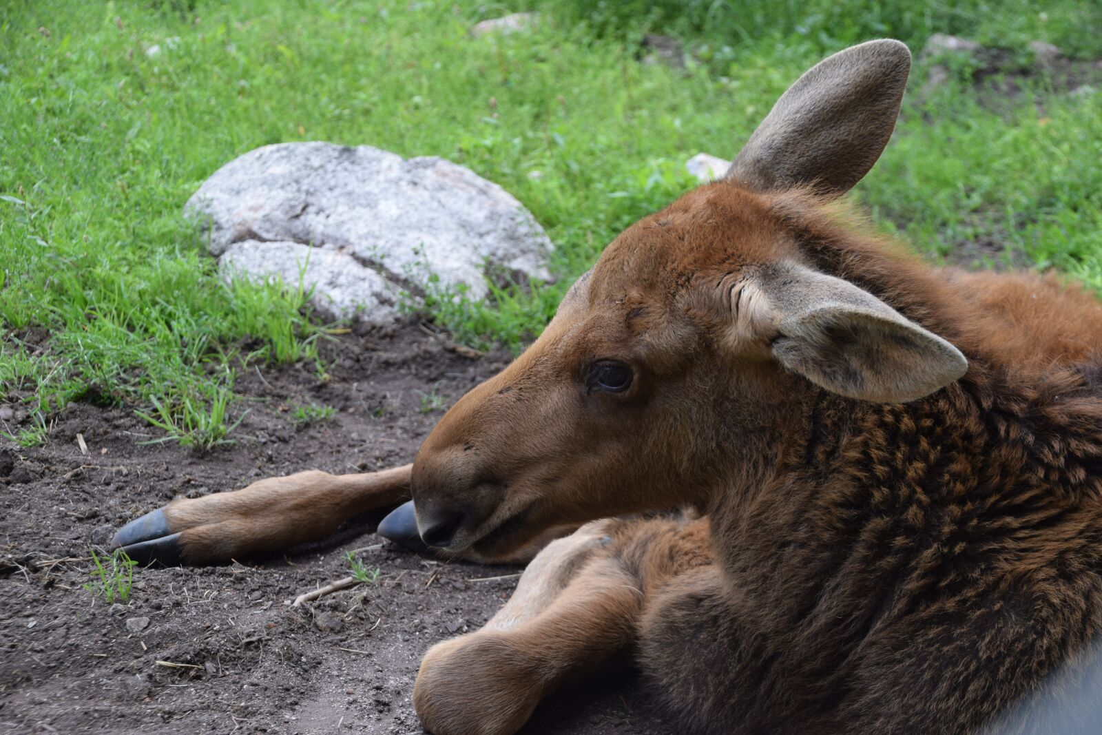 Nikon D5300 sample photo. Moose child, young animal photography