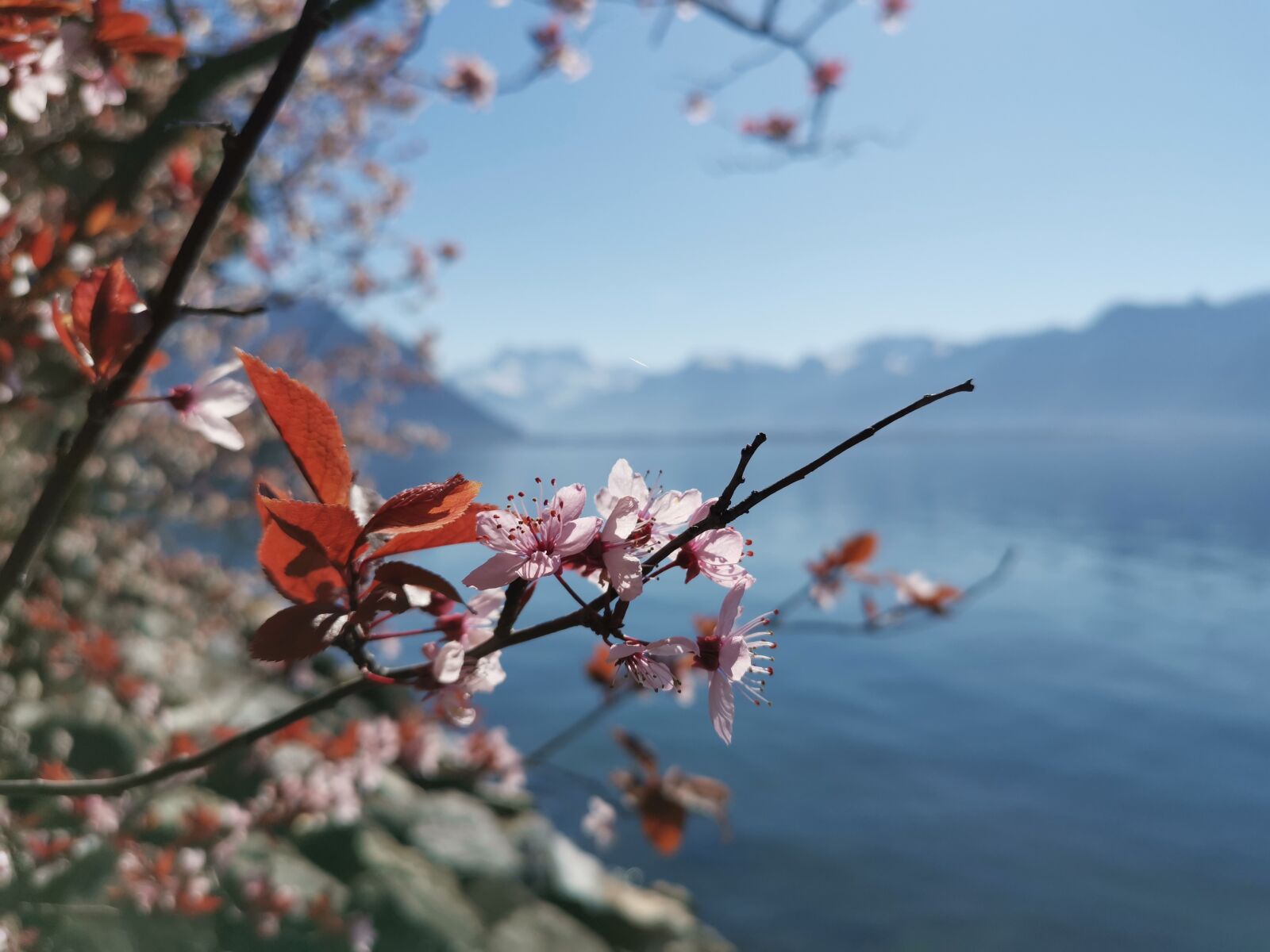 HUAWEI LYA-L29 sample photo. Spring, flower, plant photography