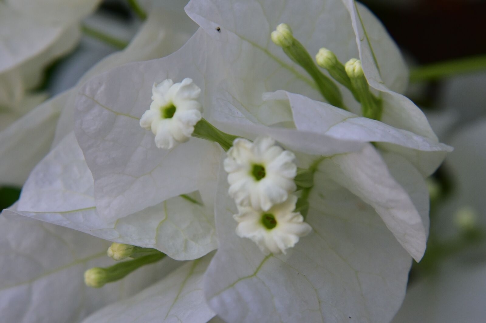 Nikon D750 sample photo. Israeli, summer, flower photography