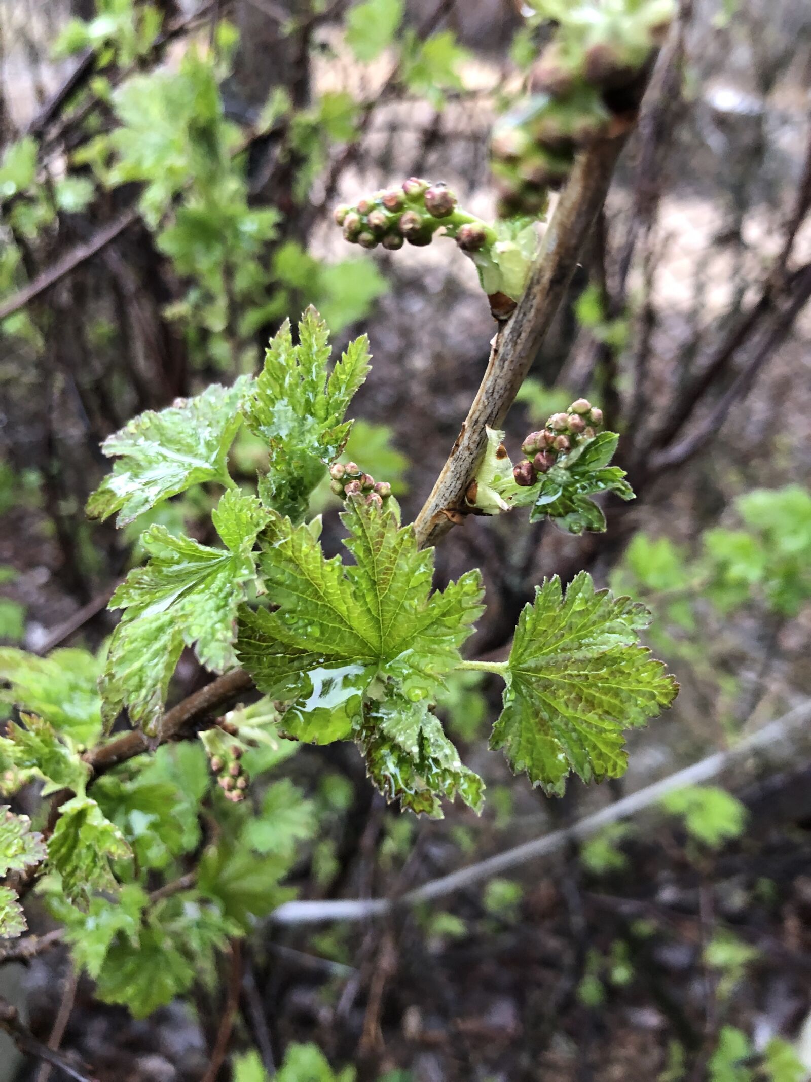 iPhone 8 Plus back dual camera 3.99mm f/1.8 sample photo. Currant, spring, rain photography
