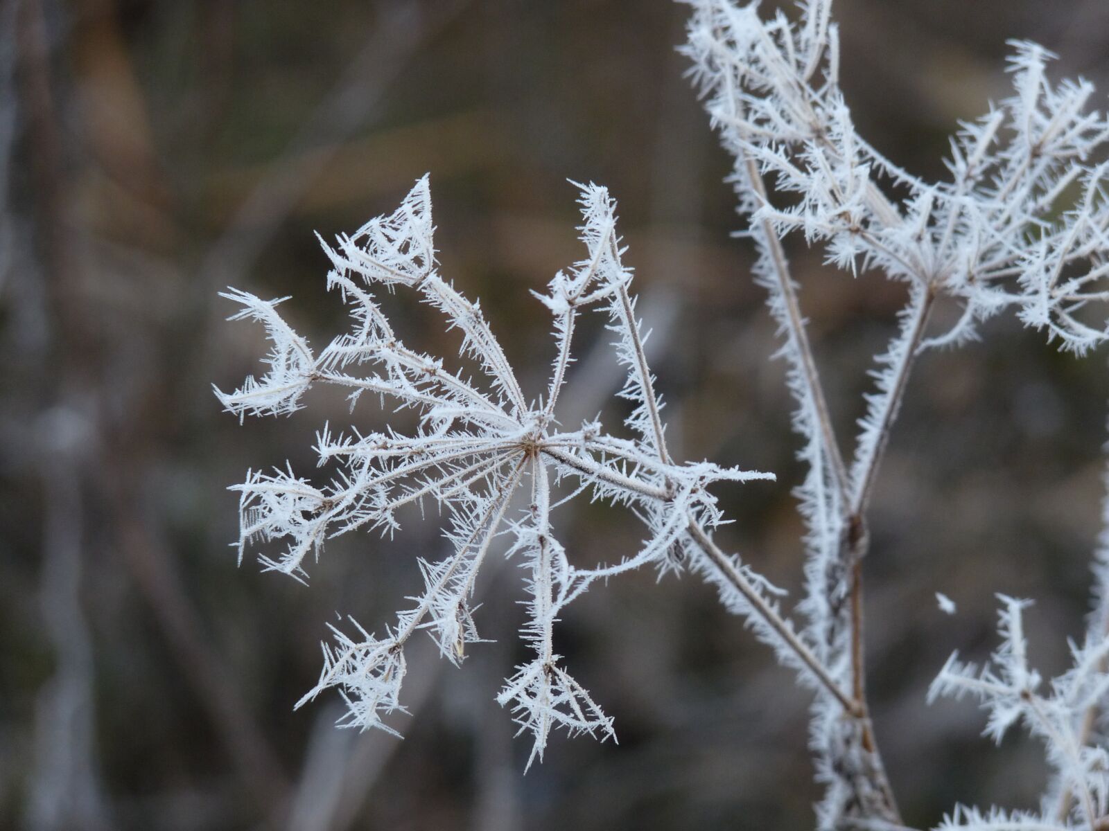 Panasonic Lumix DMC-FZ28 sample photo. Hoarfrost, frost, cold photography