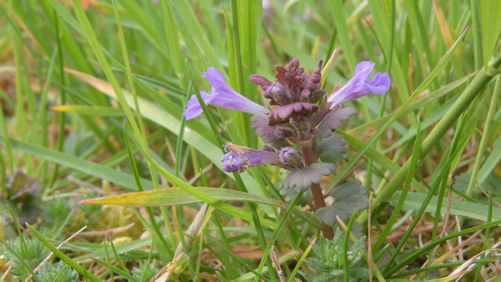 Nikon Coolpix P610 sample photo. Ivy, glechoma hederacea, flower photography