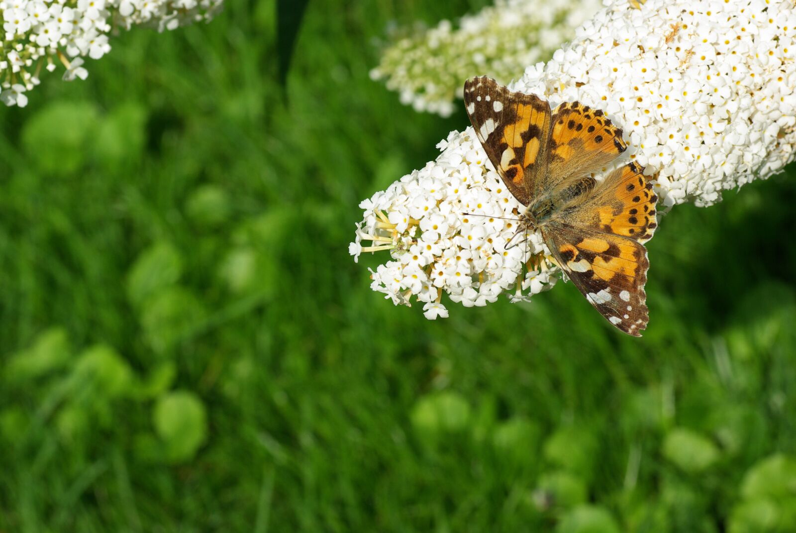 Pentax K10D sample photo. Painted lady, butterfly bush photography