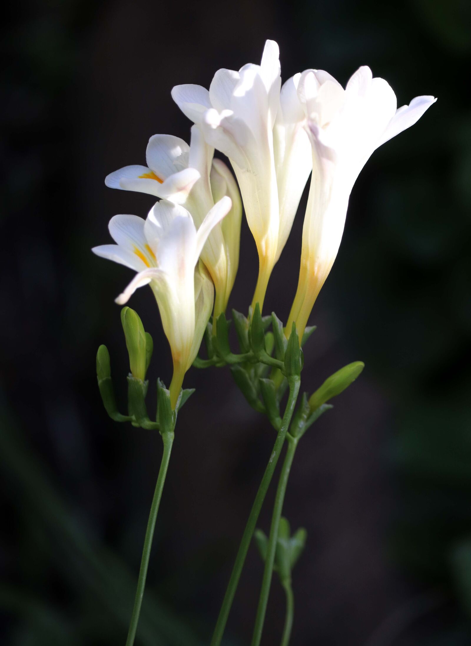 Canon EOS 800D (EOS Rebel T7i / EOS Kiss X9i) sample photo. Flower, bulb, freesia photography