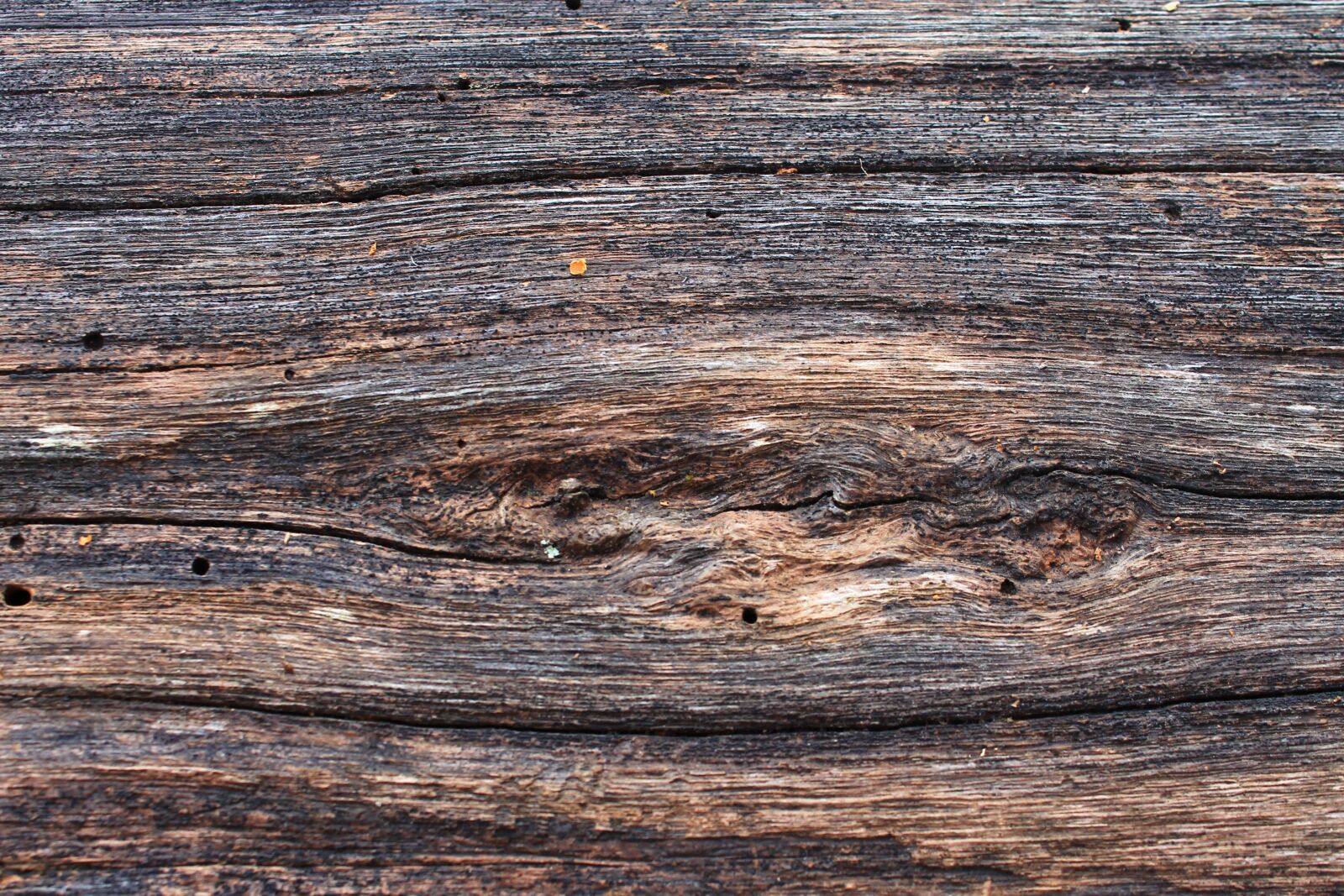 Canon EOS 1100D (EOS Rebel T3 / EOS Kiss X50) sample photo. Wood, trees, texture photography