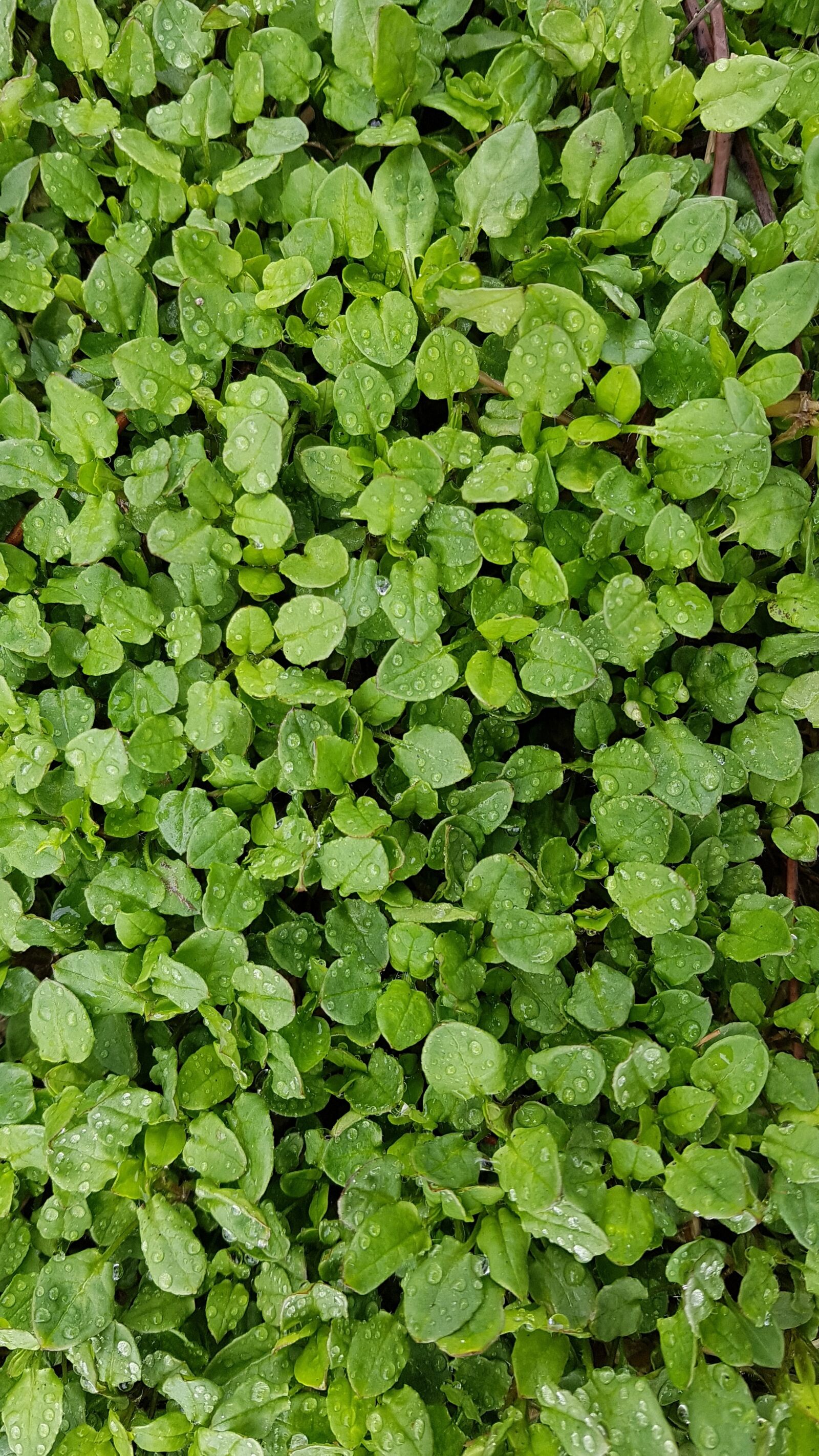 Samsung Galaxy S7 sample photo. Nature, leaf, green photography