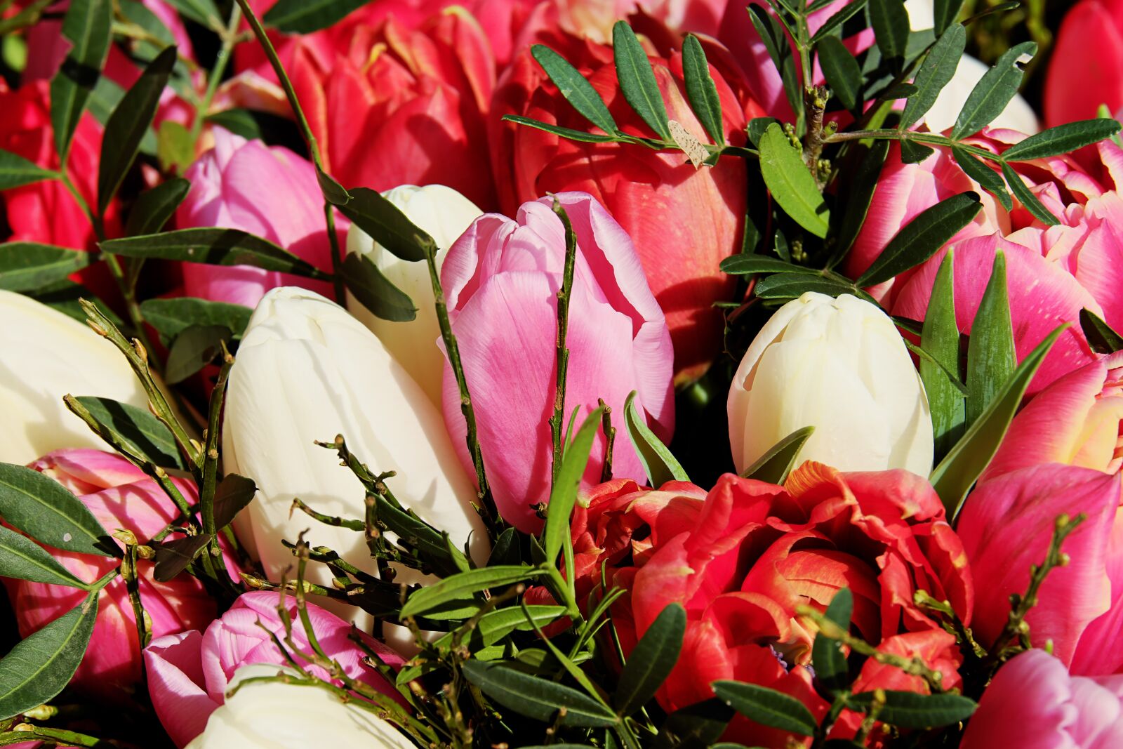 Fujifilm XF 55-200mm F3.5-4.8 R LM OIS sample photo. Bouquet, tulip bouquet, flowers photography