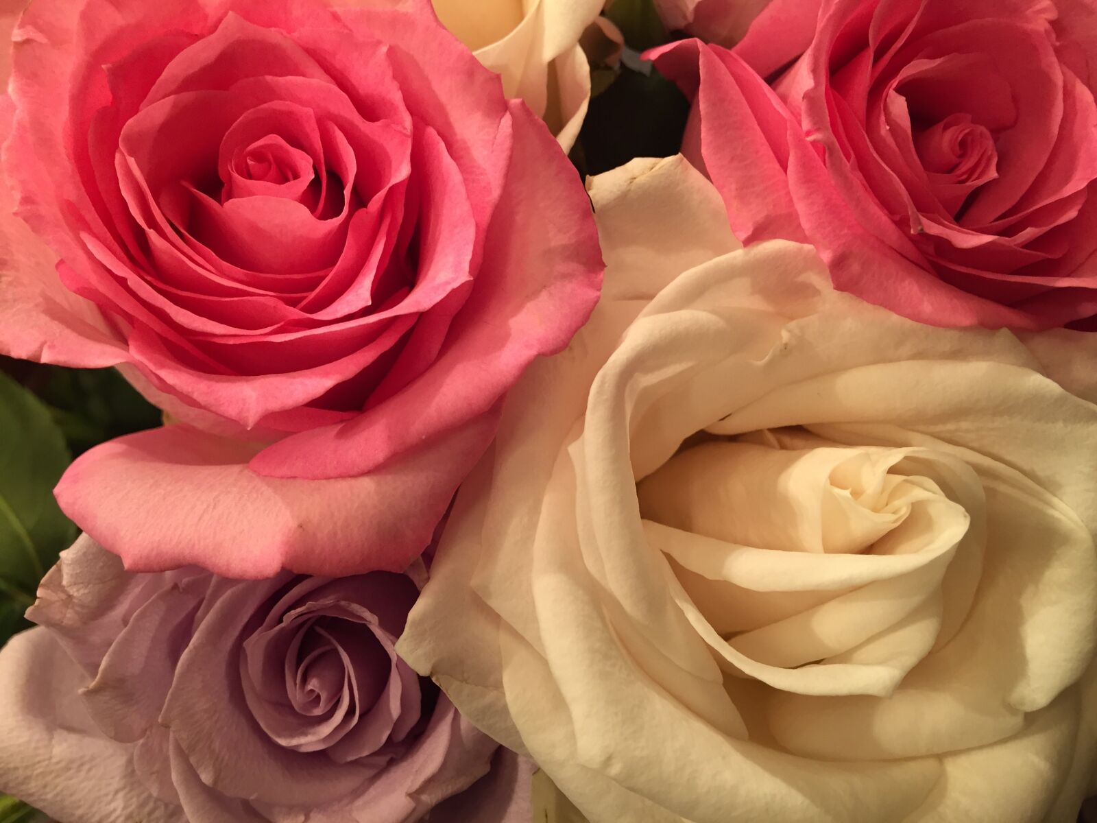 Apple iPhone 6 sample photo. Roses, pink, flower photography