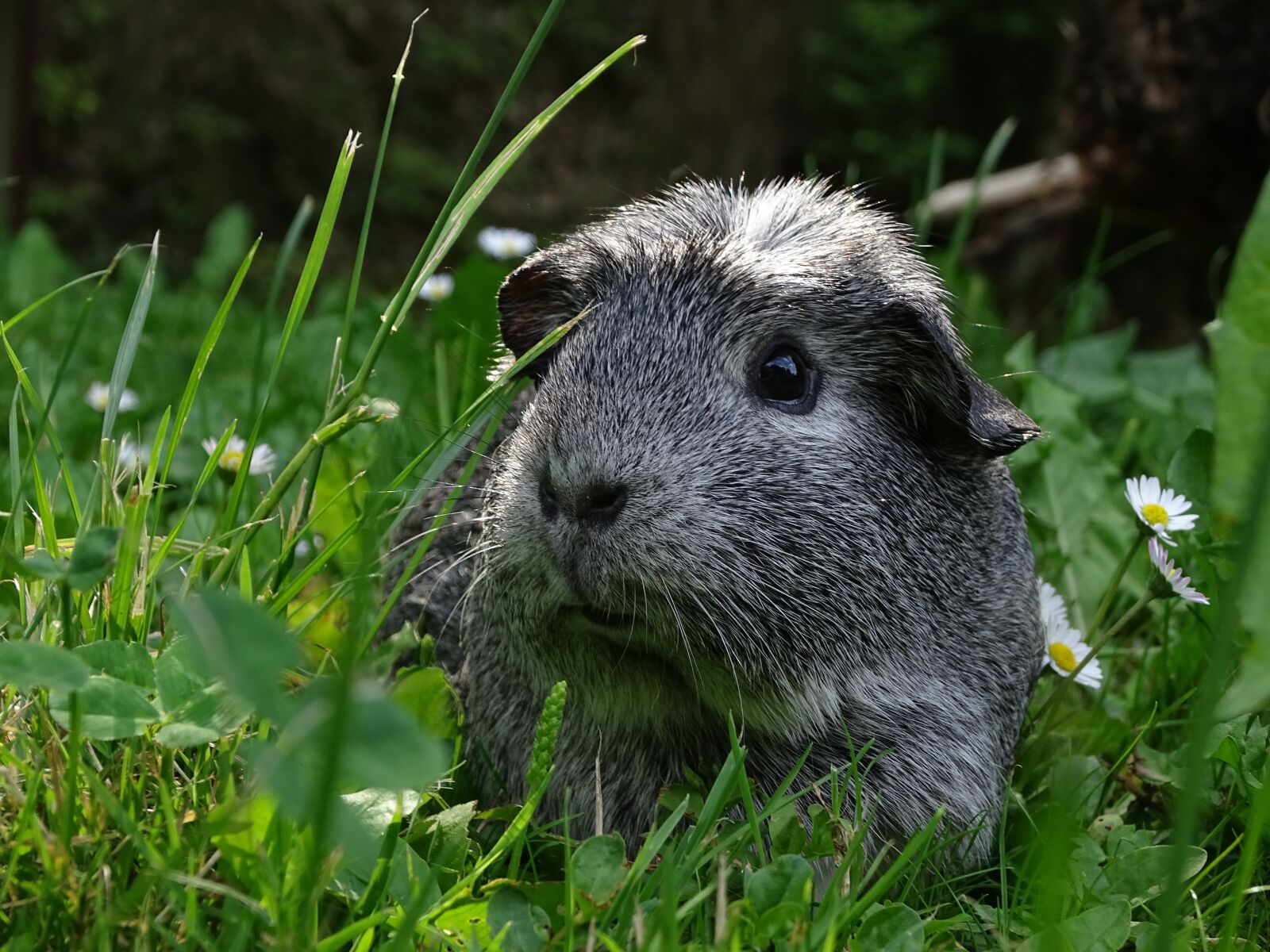 Sony Cyber-shot DSC-HX400V sample photo. Guinea-pig, mammal, guinea pigs photography