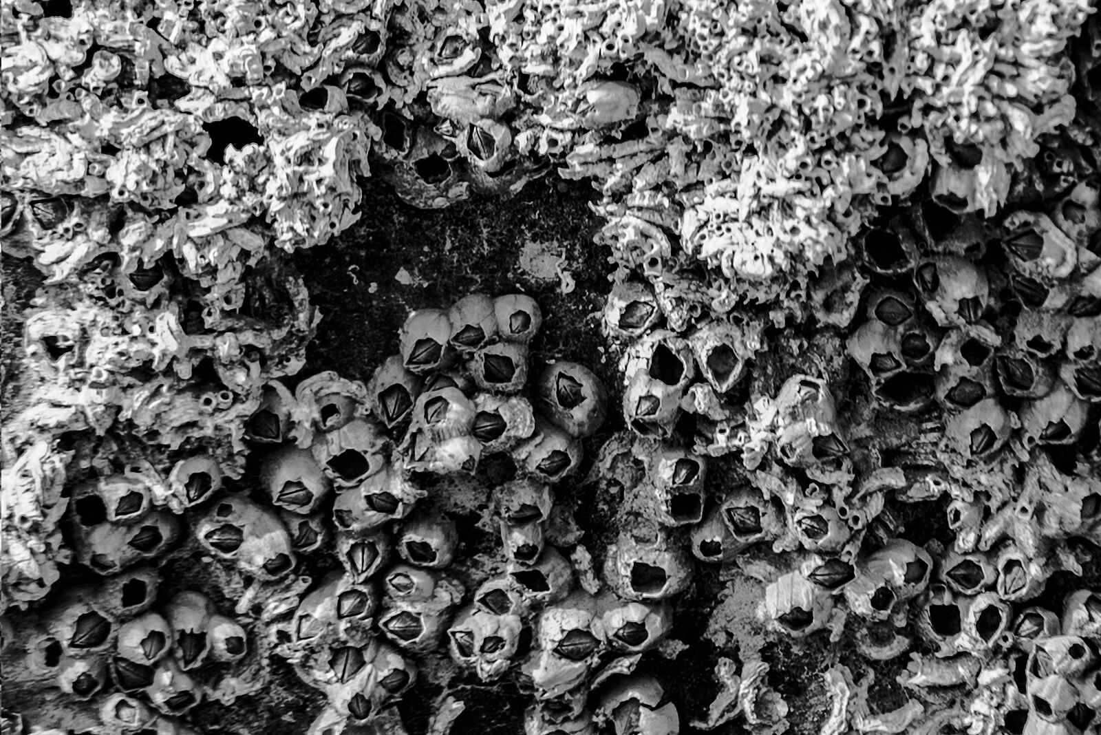 Nikon AF-S Nikkor 70-200mm F2.8G ED VR II sample photo. Abstract, art, background, barnacles photography