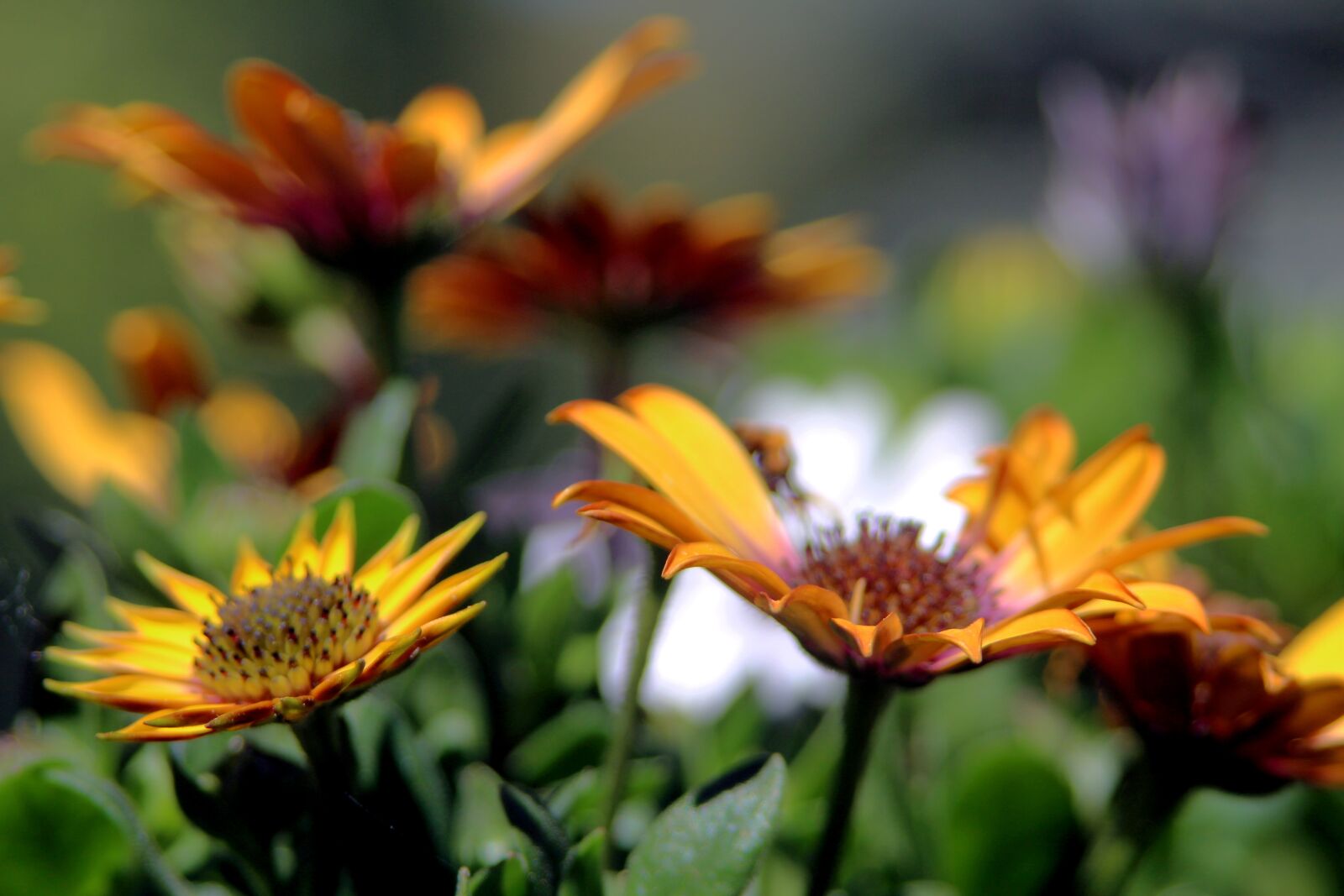 Canon EOS 650D (EOS Rebel T4i / EOS Kiss X6i) sample photo. Flower, macro, spring photography