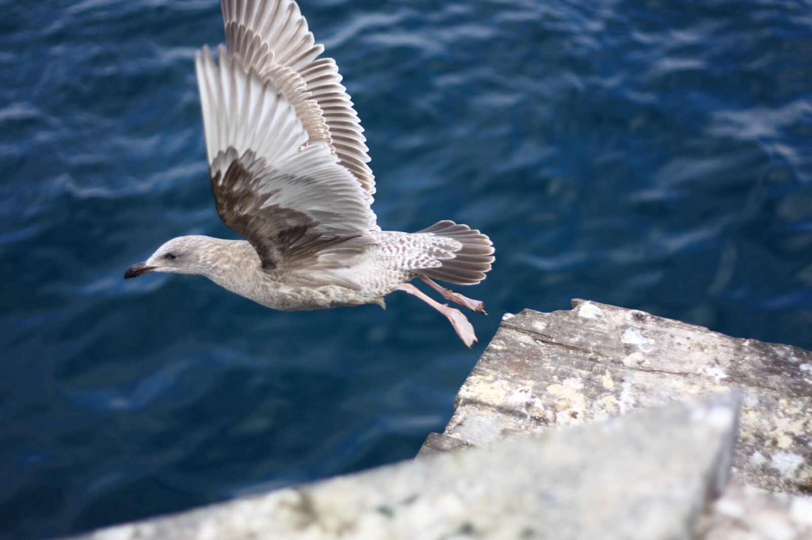 Canon EOS 450D (EOS Rebel XSi / EOS Kiss X2) sample photo. Flight, new, seagull photography