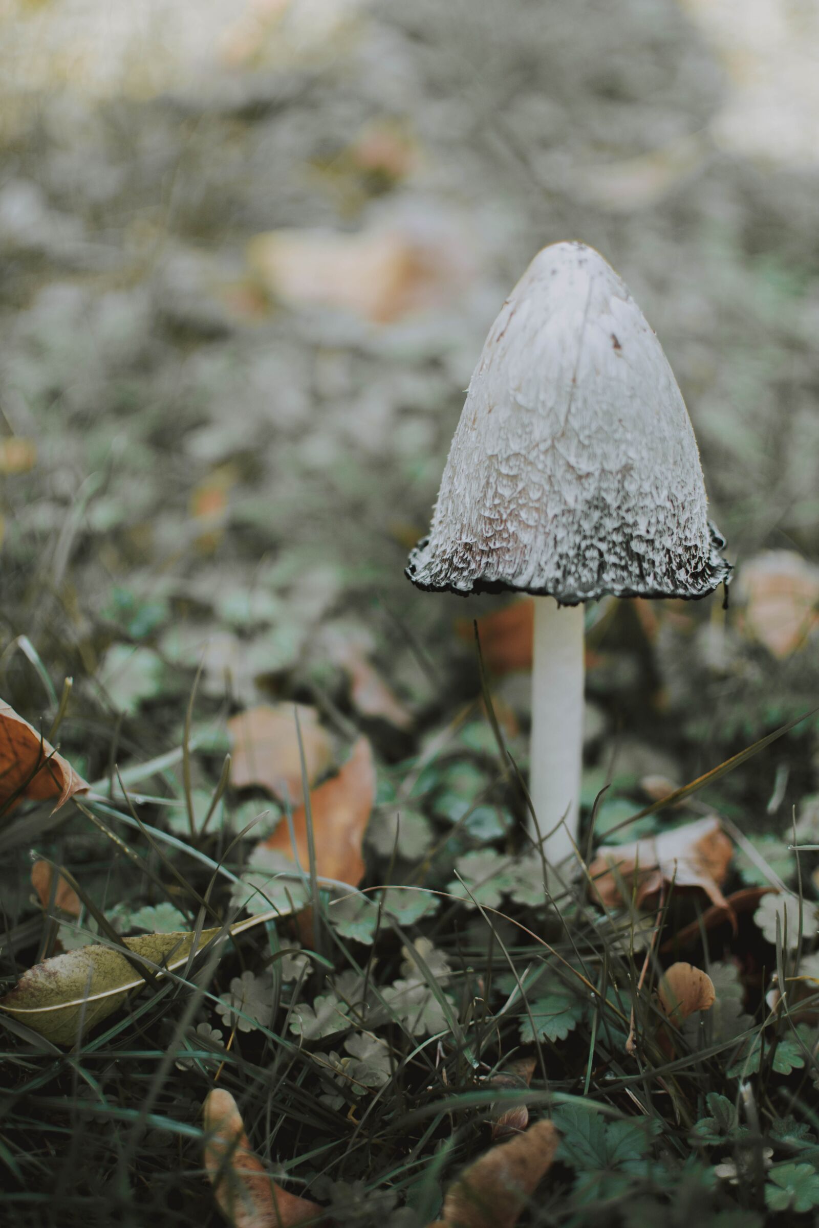 Nikon D5200 sample photo. Mushroom, nature, autumn photography