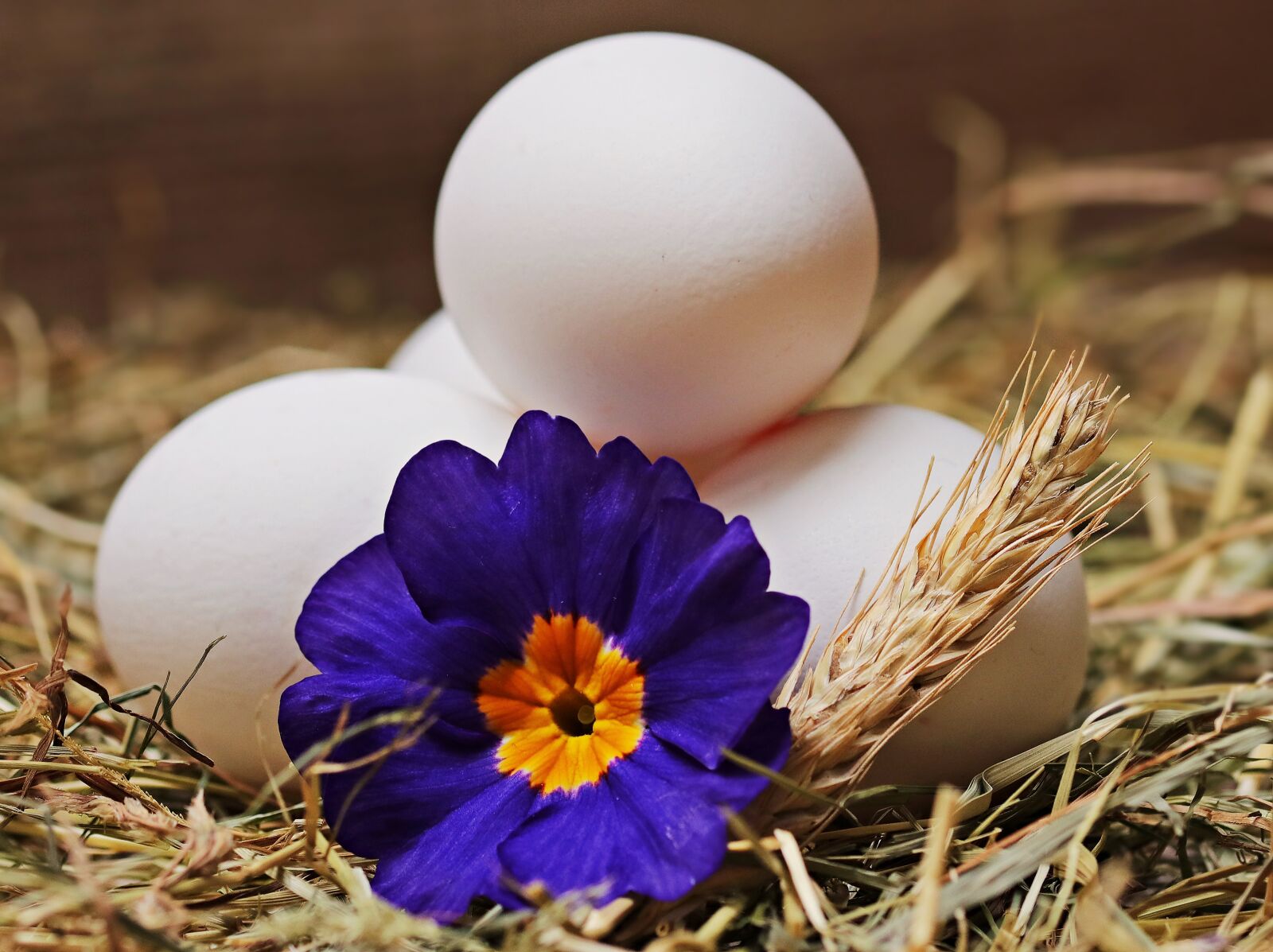 Canon EOS 80D sample photo. Egg, straw, flower photography