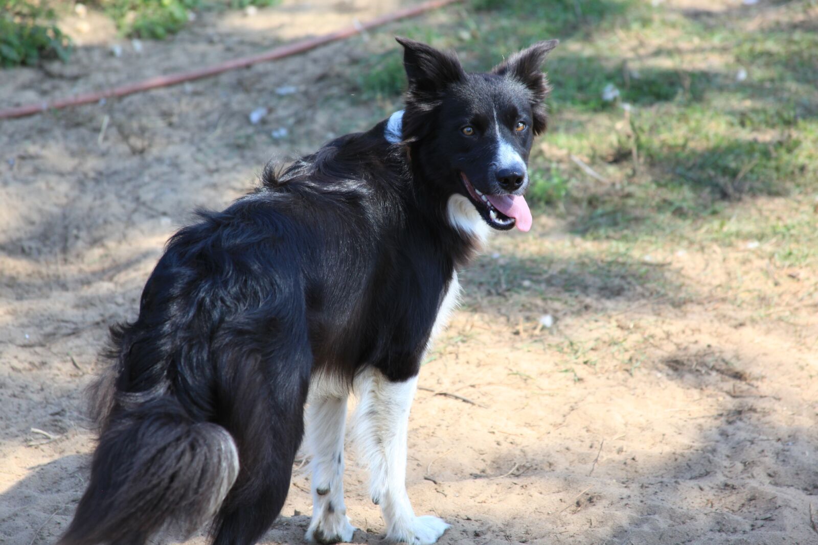Canon EOS 5D Mark II sample photo. Dog outside, pet, cute photography