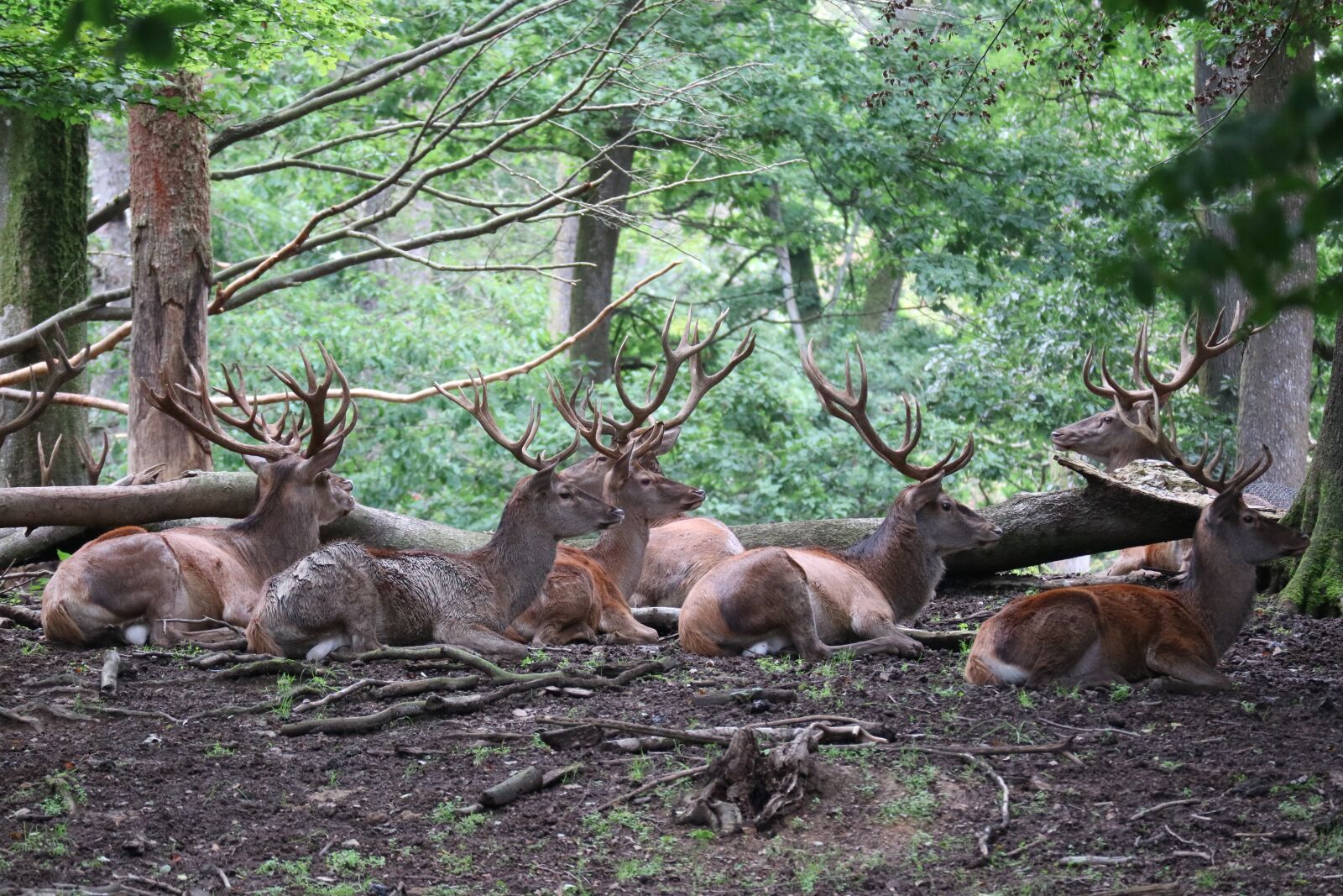 Canon EOS M3 sample photo. Hirsch, wild, antler photography