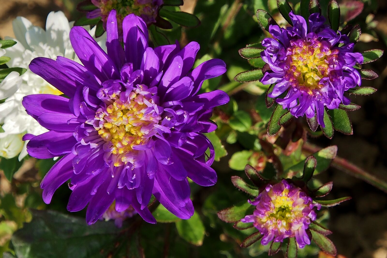 Olympus OM-D E-M5 sample photo. Asters, violet, autumn photography