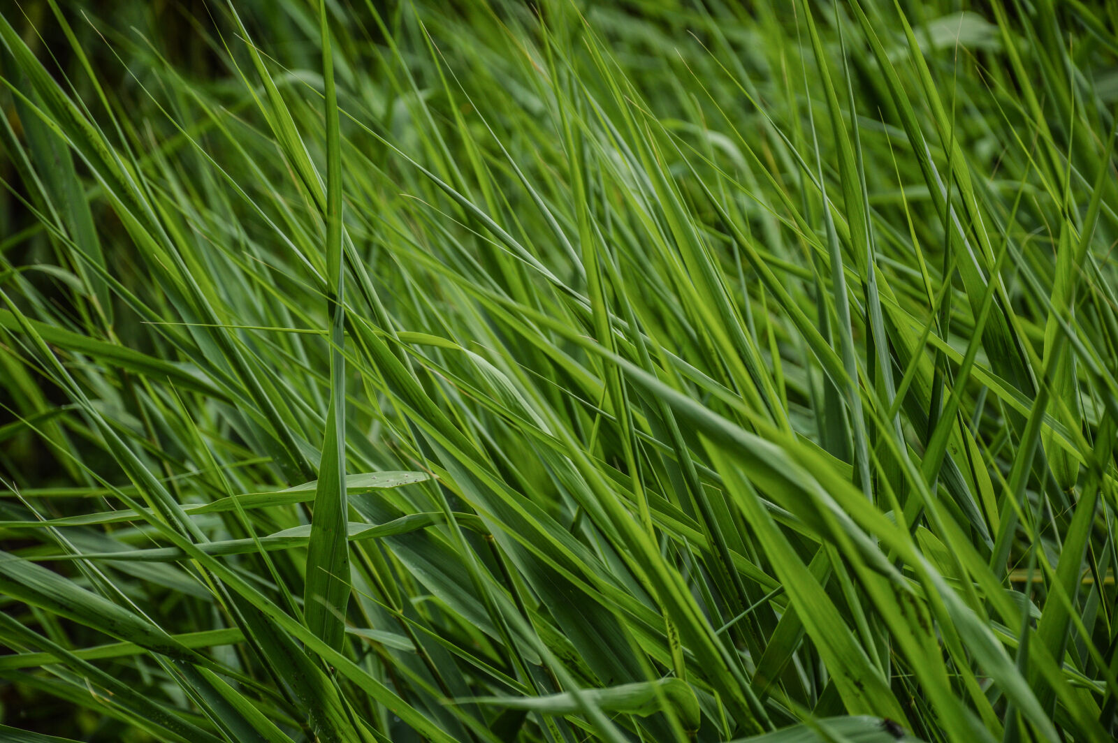 Nikon D3200 sample photo. Grass, green photography