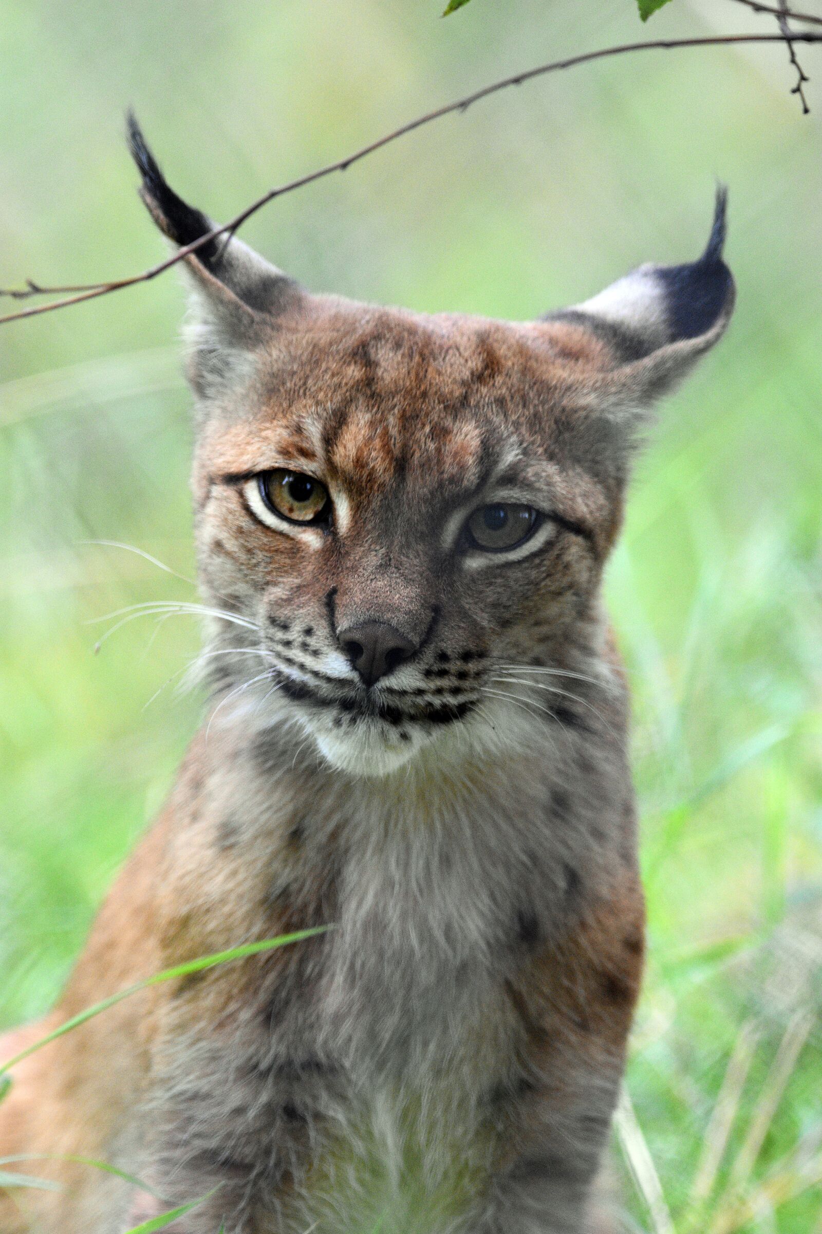 Nikon D3400 sample photo. Lynx, wild, cat photography