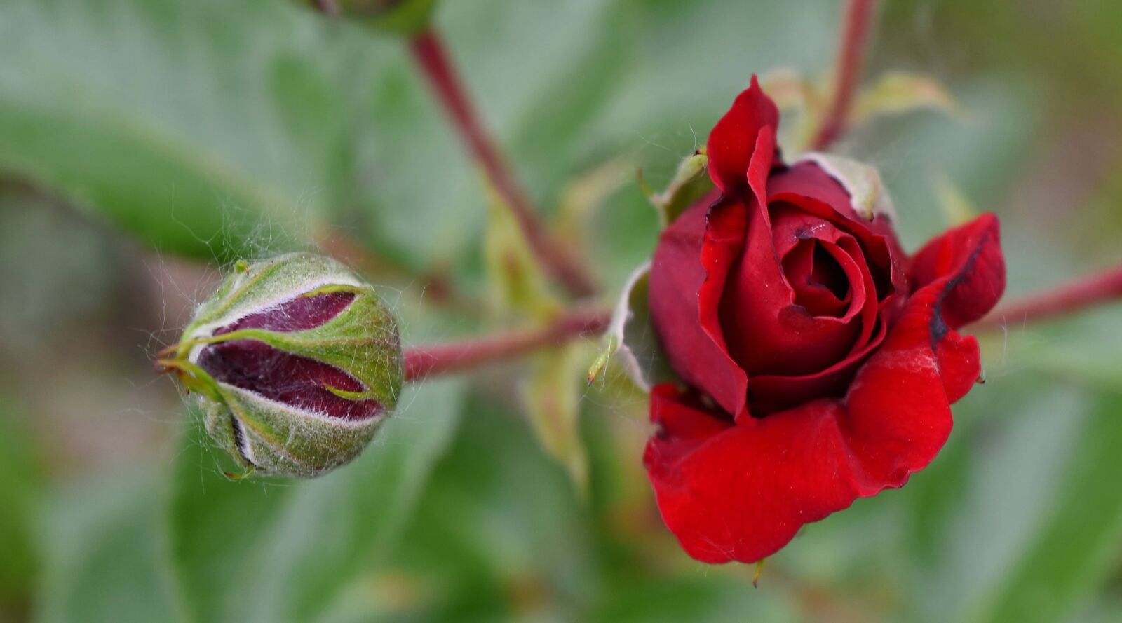 Nikon D5500 sample photo. Beautiful flowers, ecology, reddish photography