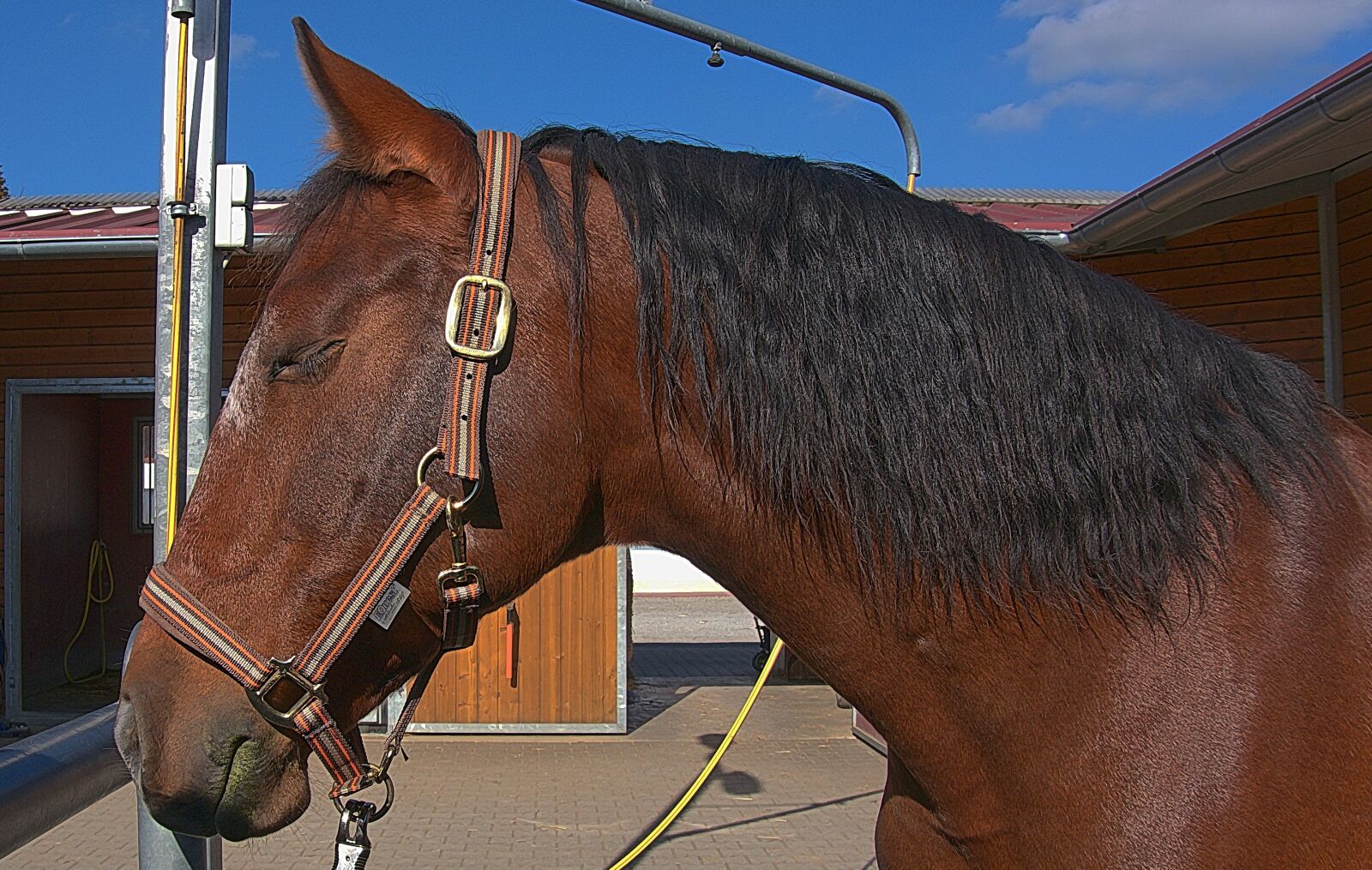 Panasonic Lumix DMC-G6 sample photo. Horse, horse head, reiter photography