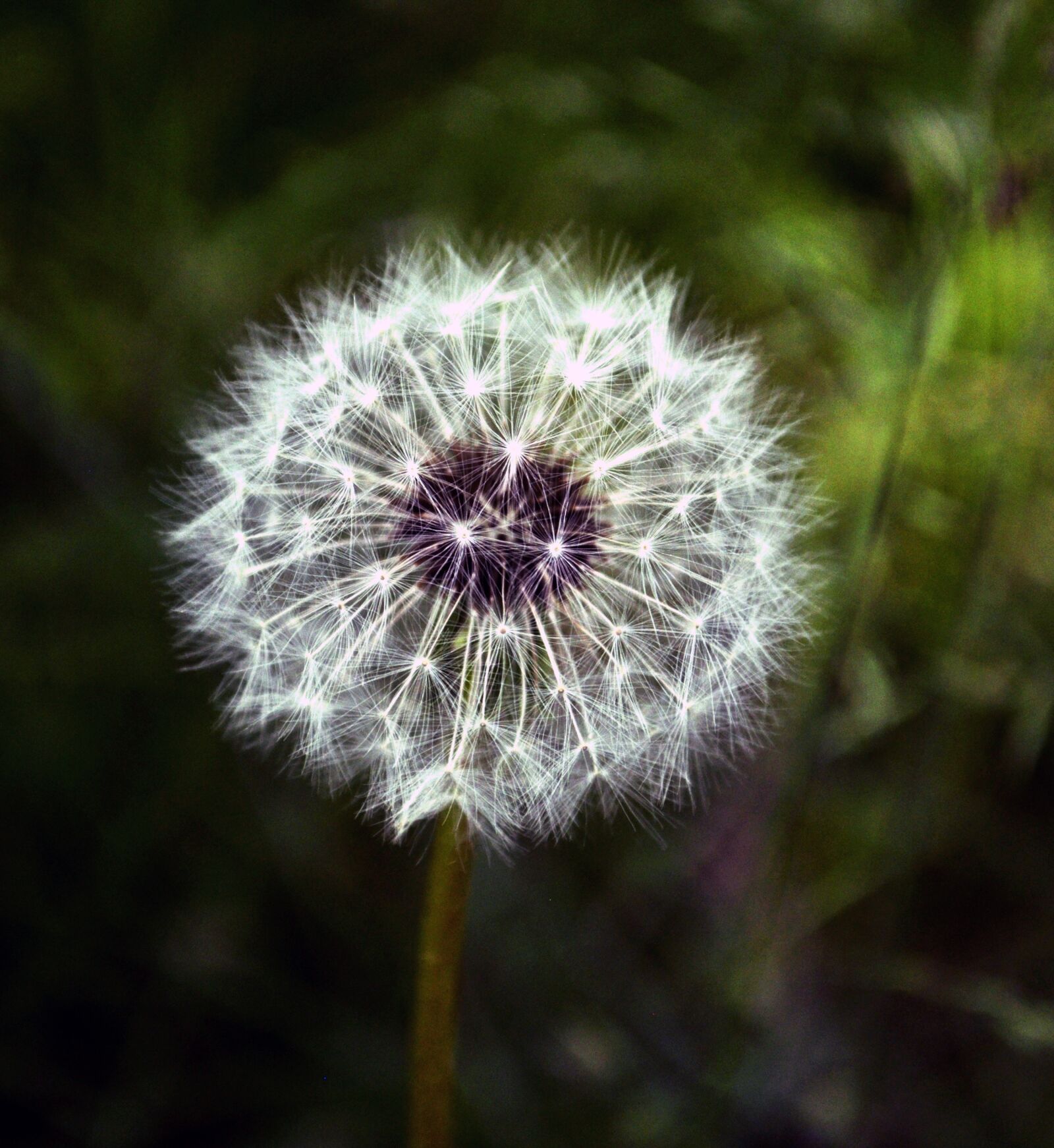 Nikon D90 sample photo. Dandelion, flower, seeds photography
