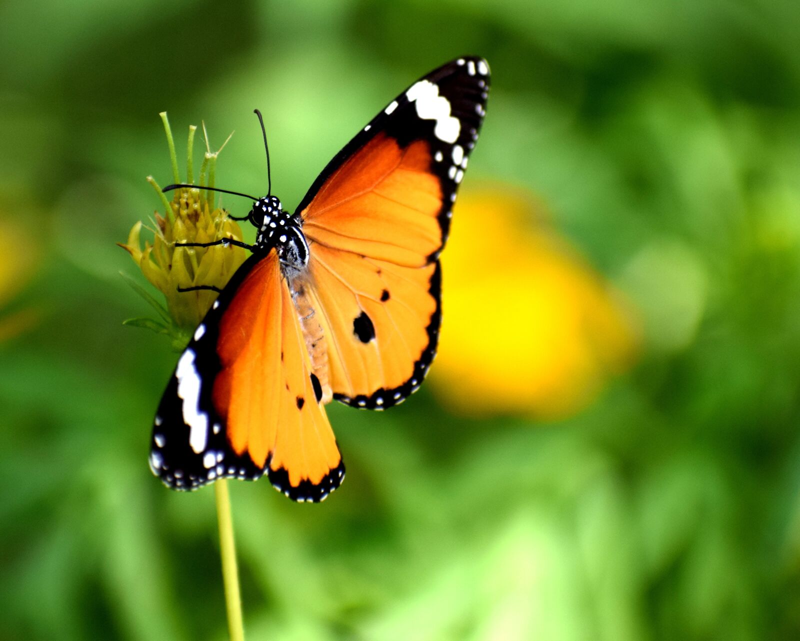Nikon D3300 sample photo. Nature, butterfly, summer photography
