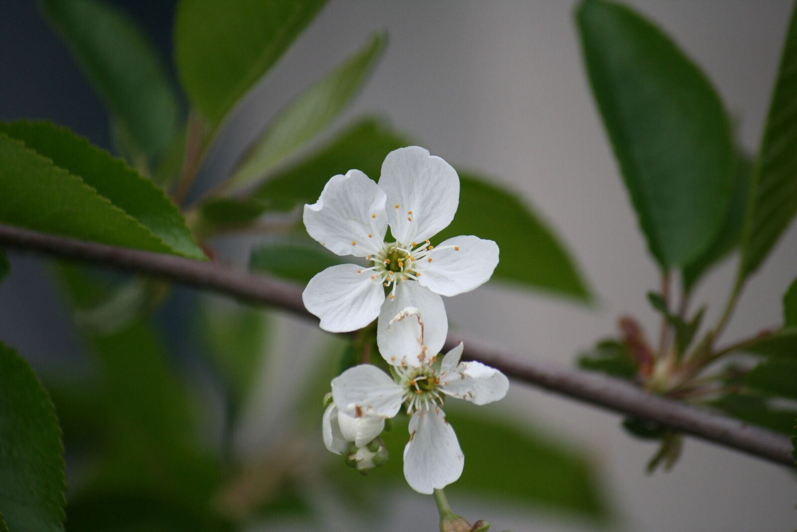 Canon EOS 350D (EOS Digital Rebel XT / EOS Kiss Digital N) sample photo. Macro, flower, spring flower photography